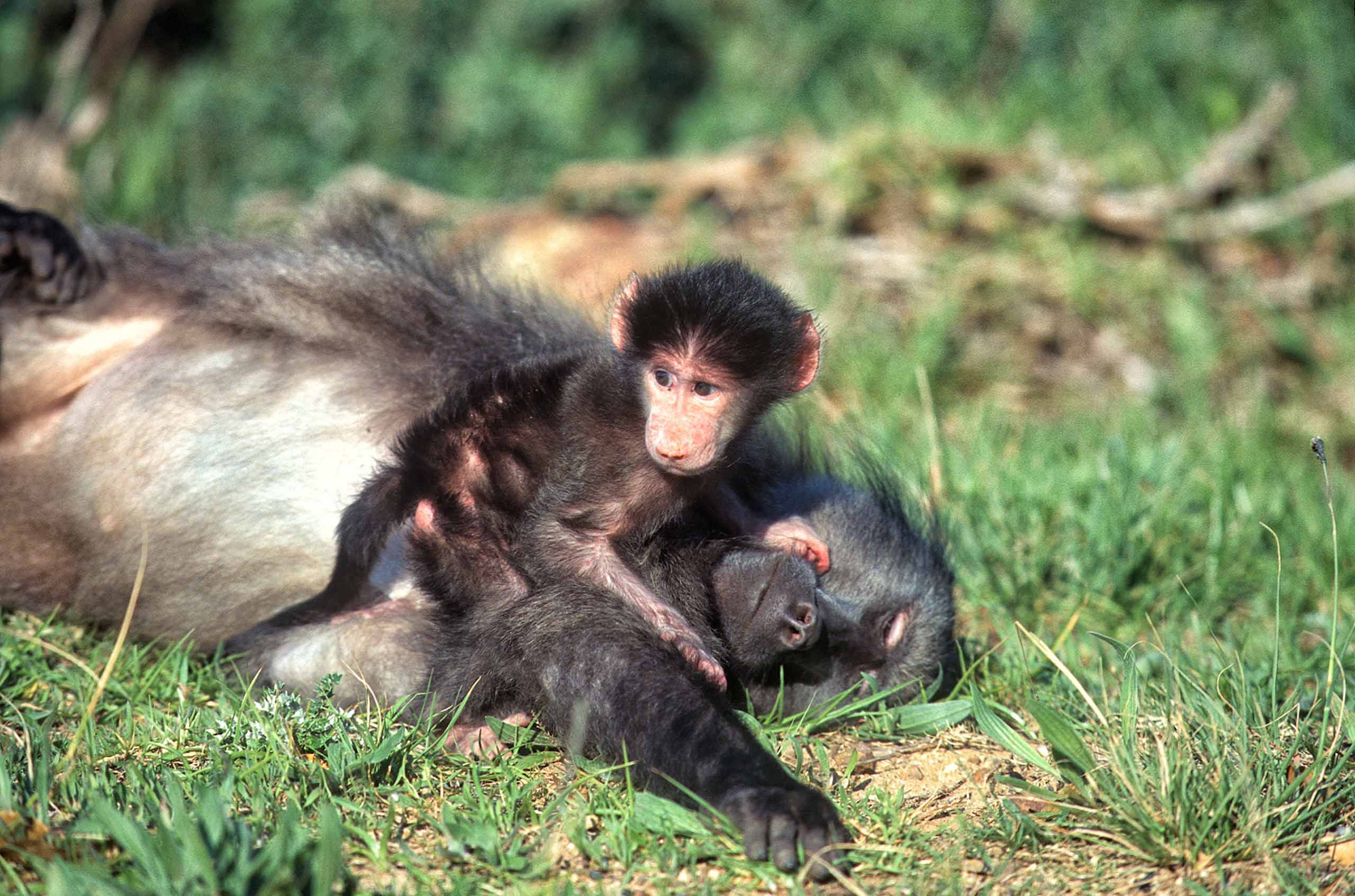 A.AFR.Baboon00019_opt.jpg
