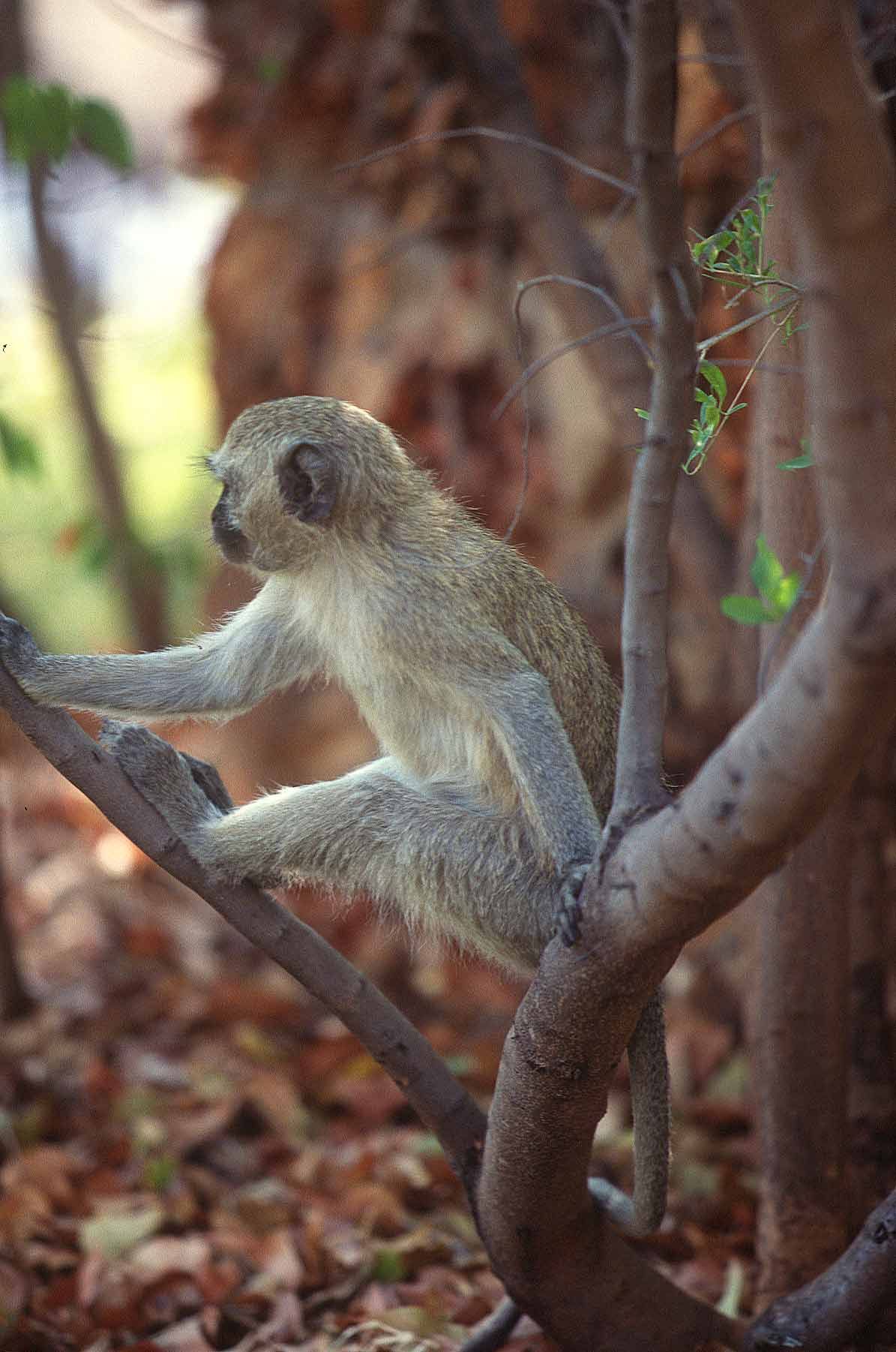 A.AFR.Monkeys004_opt.jpg