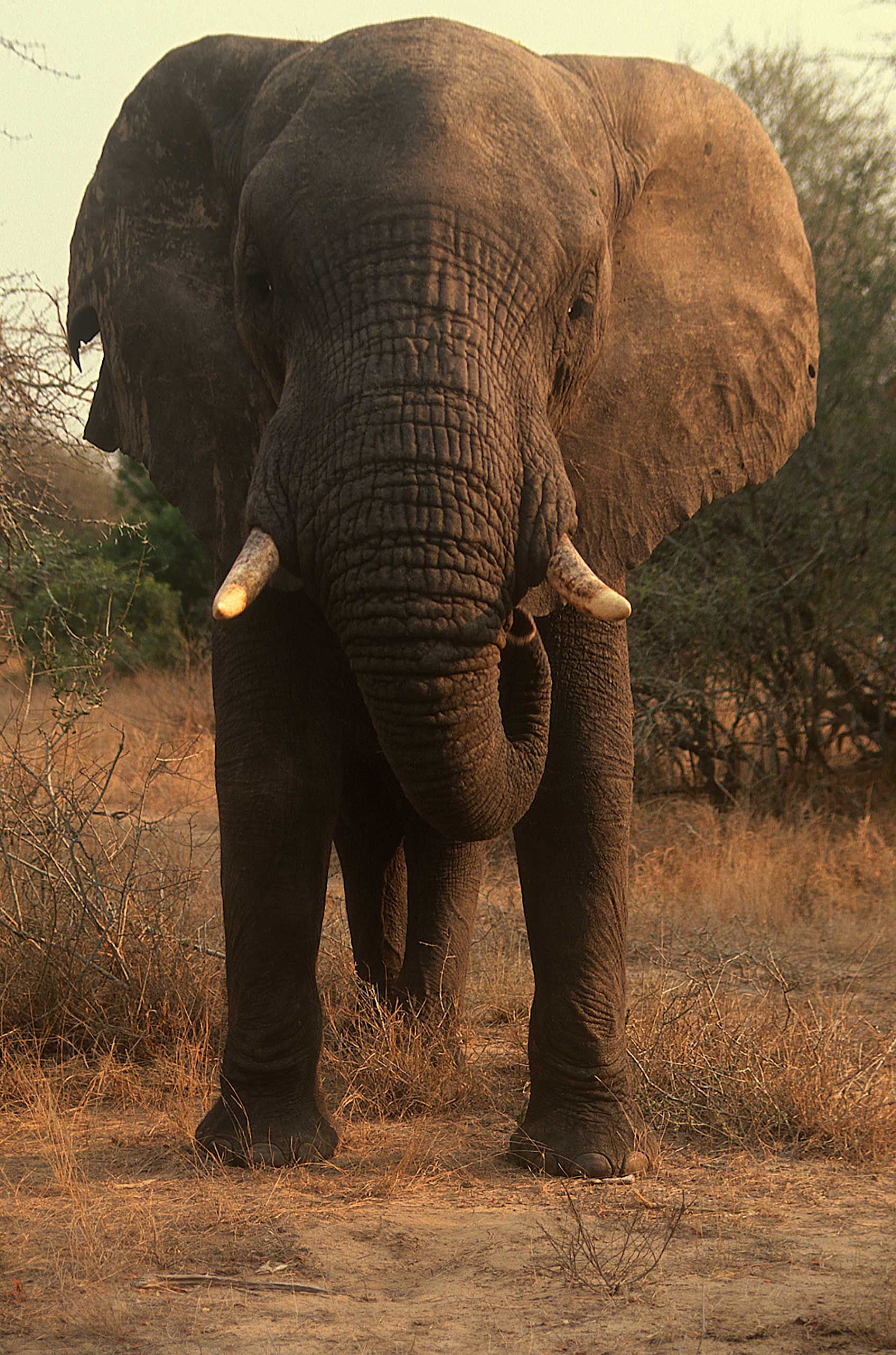 A.AFR.ELEPHANT000028_opt.jpg