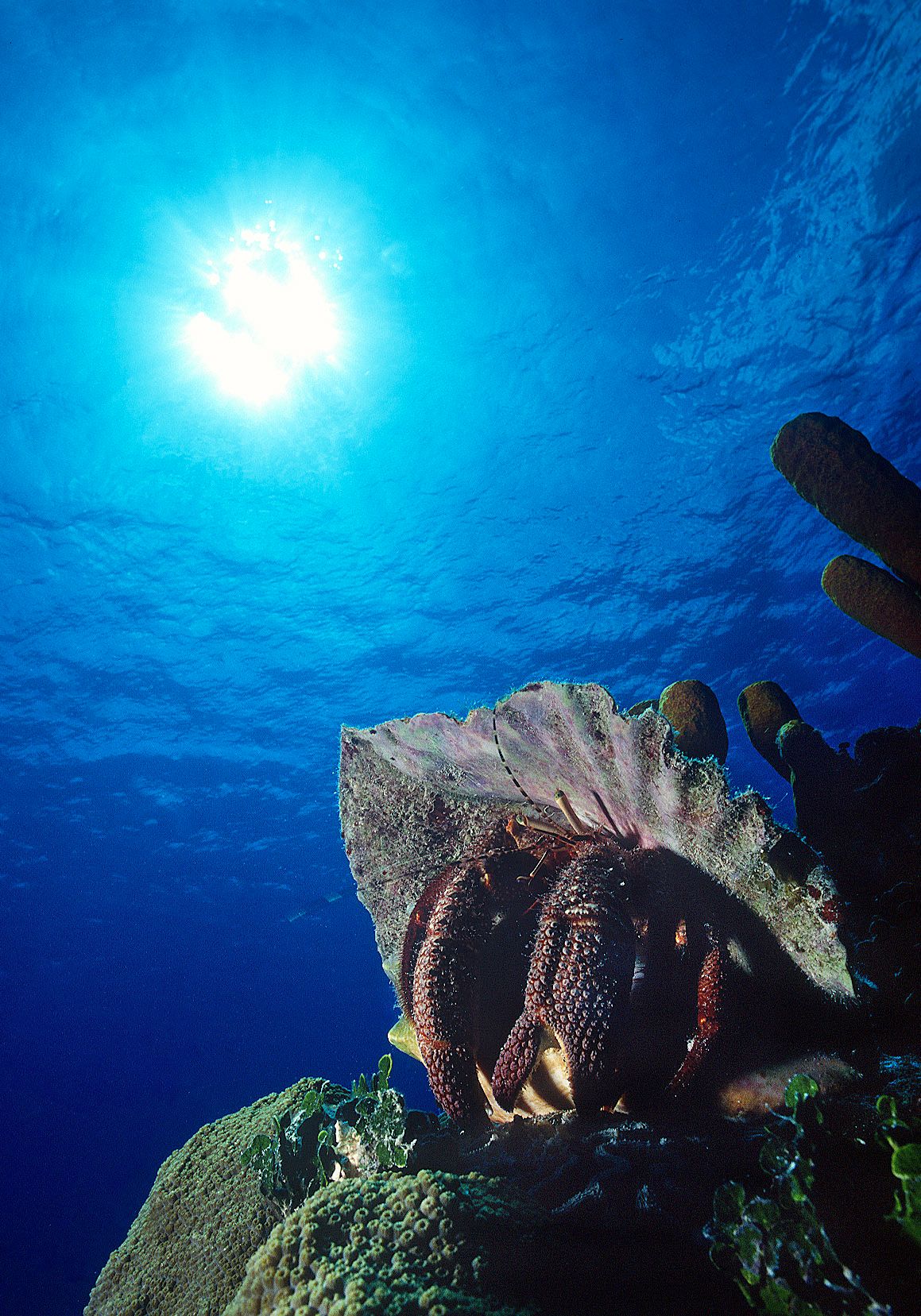 Marine Life 0146.jpg