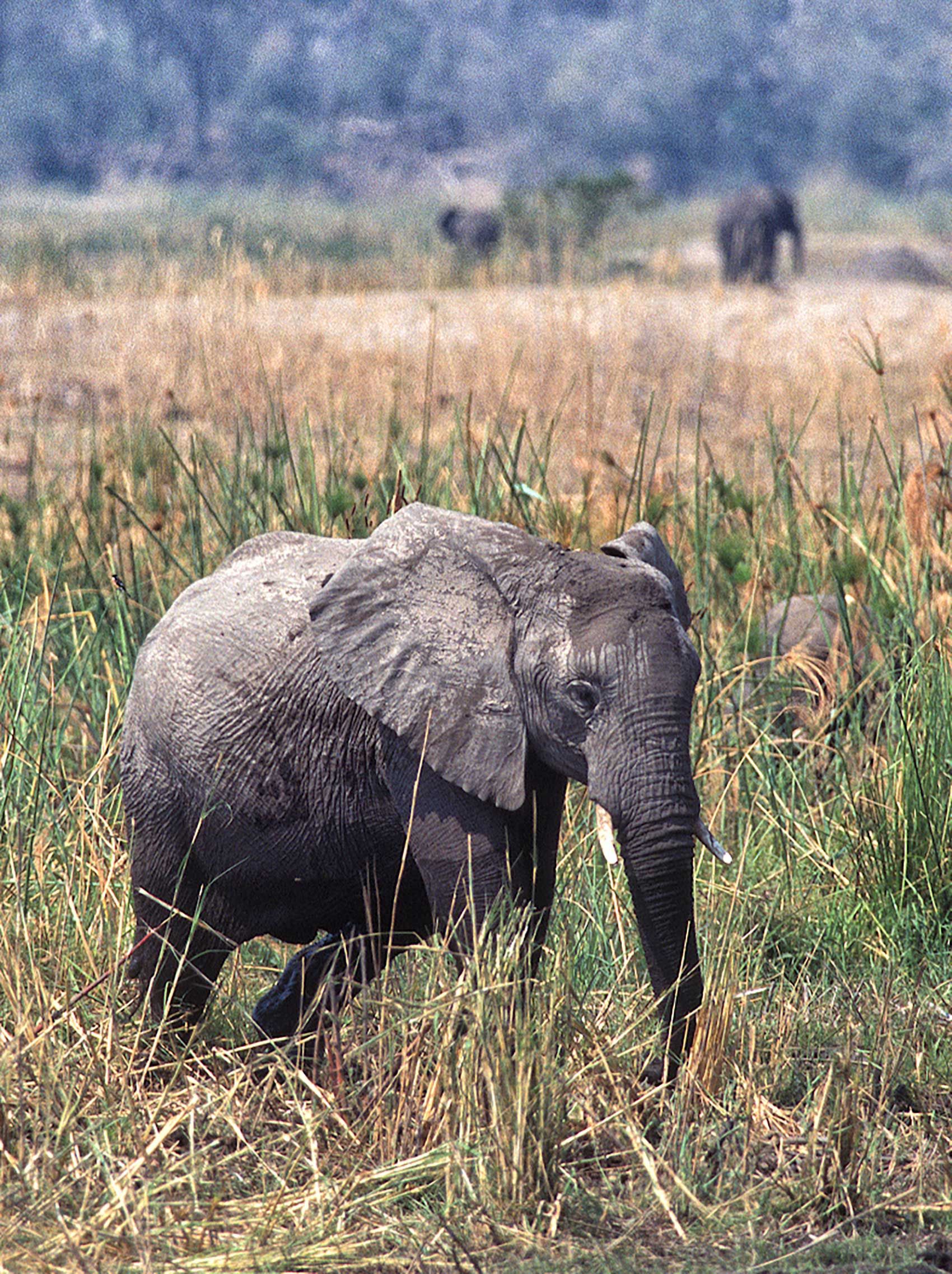 A.AFR.ELEPHANT000038_opt.jpg