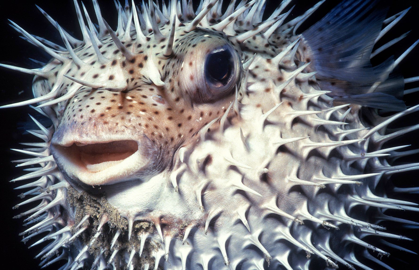 Marine Life 0365.jpg