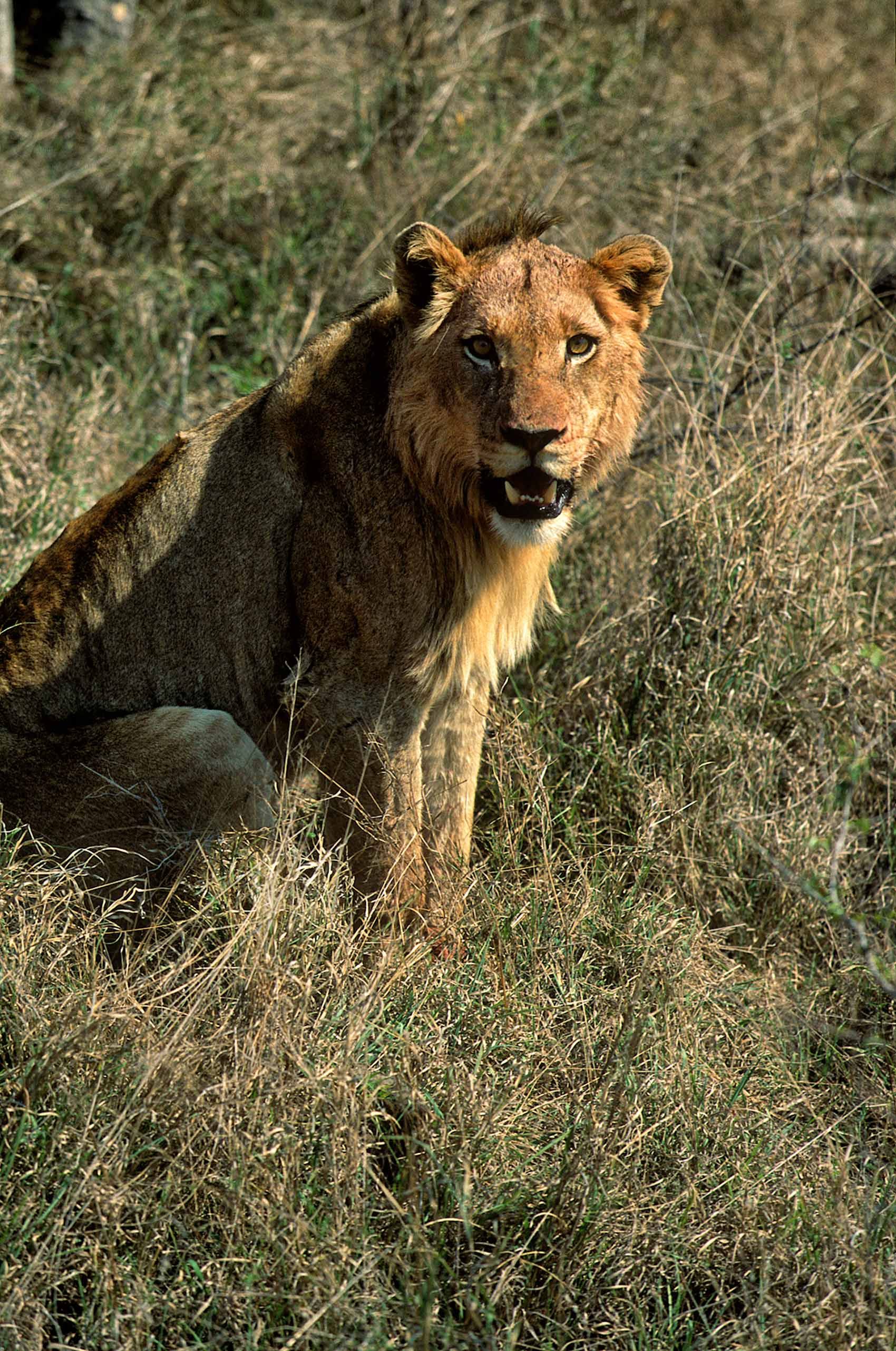 A.AFR.Lion00006_opt.jpg