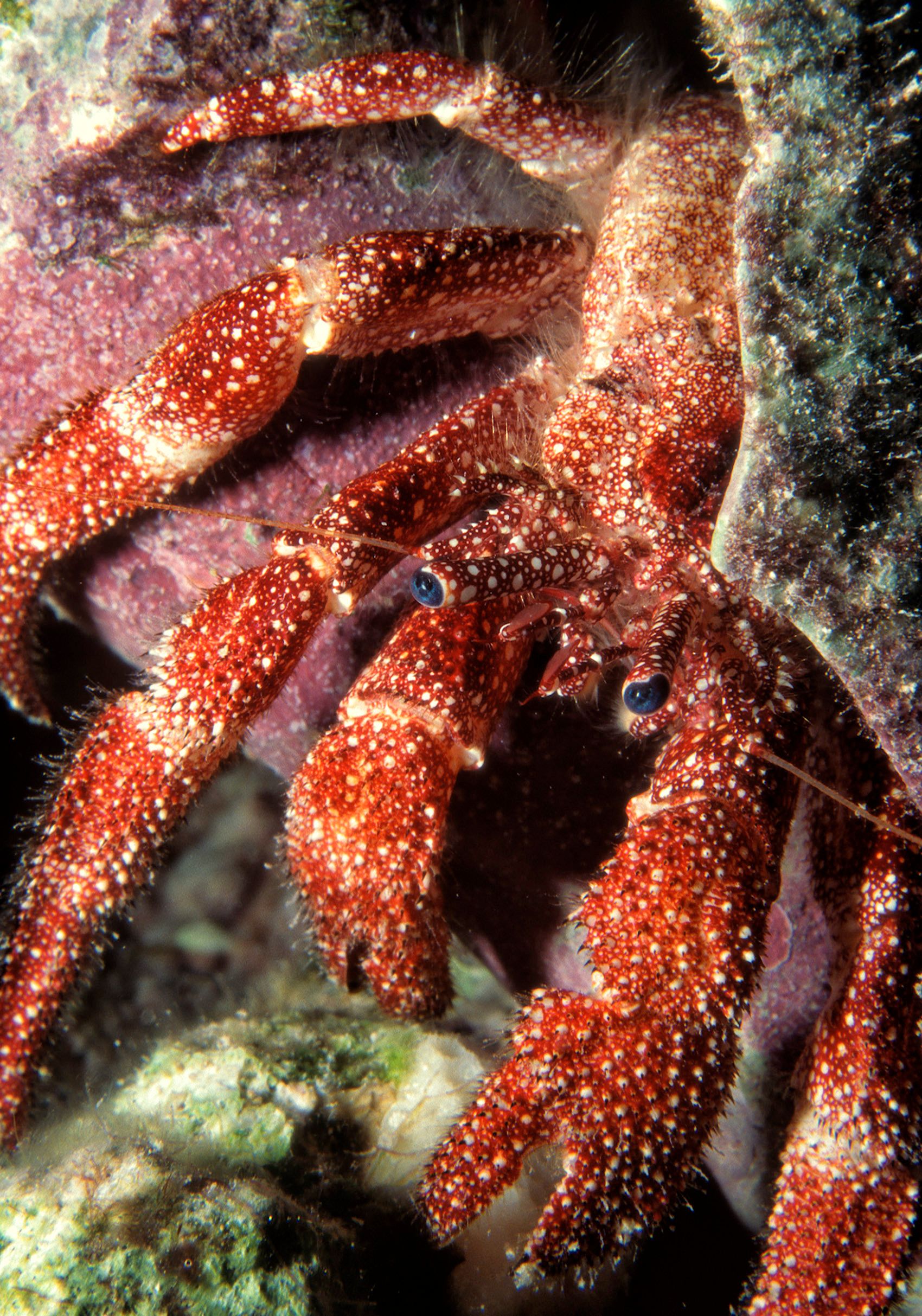 Marine Life 0168.jpg