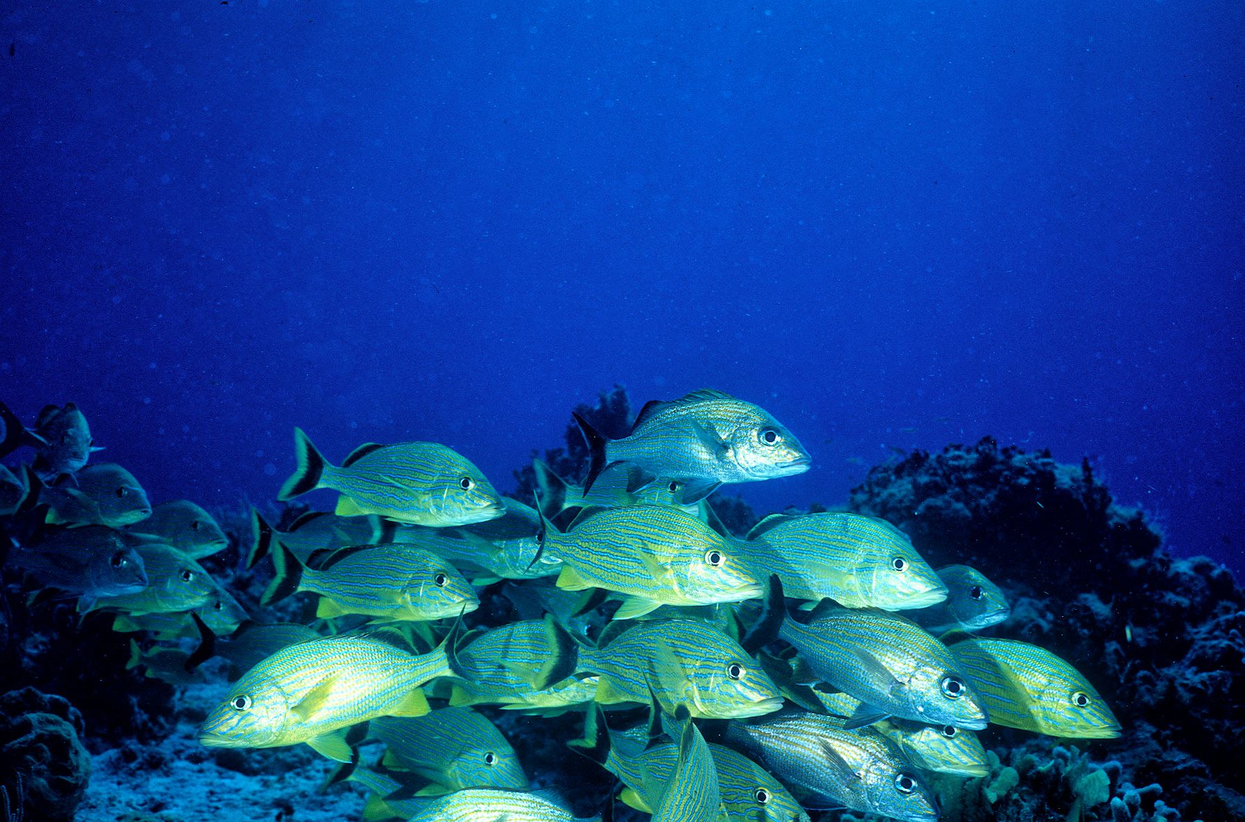 Marine Life 0004.jpg