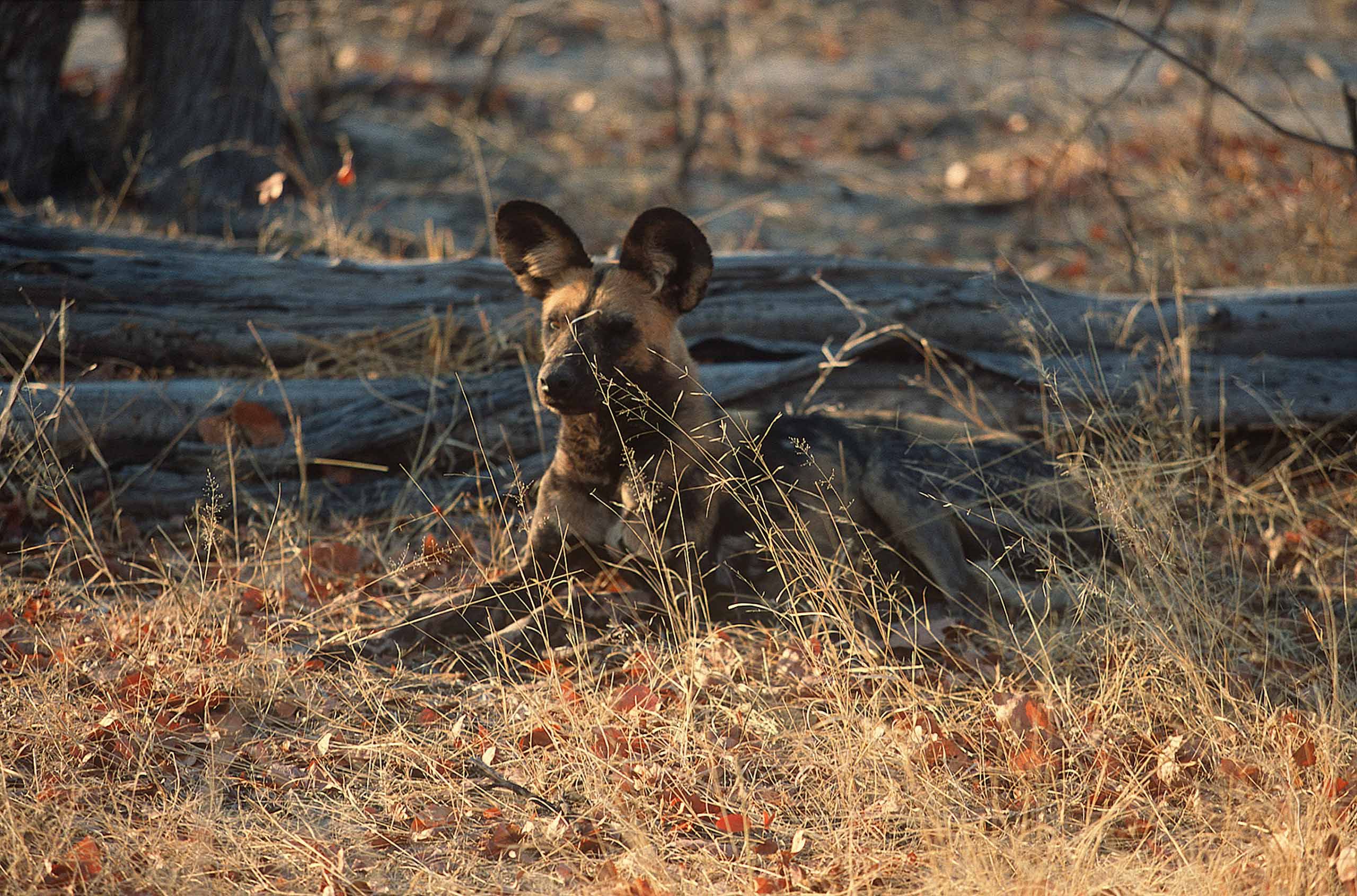 A.AFR.wilddogs0006_opt.jpg