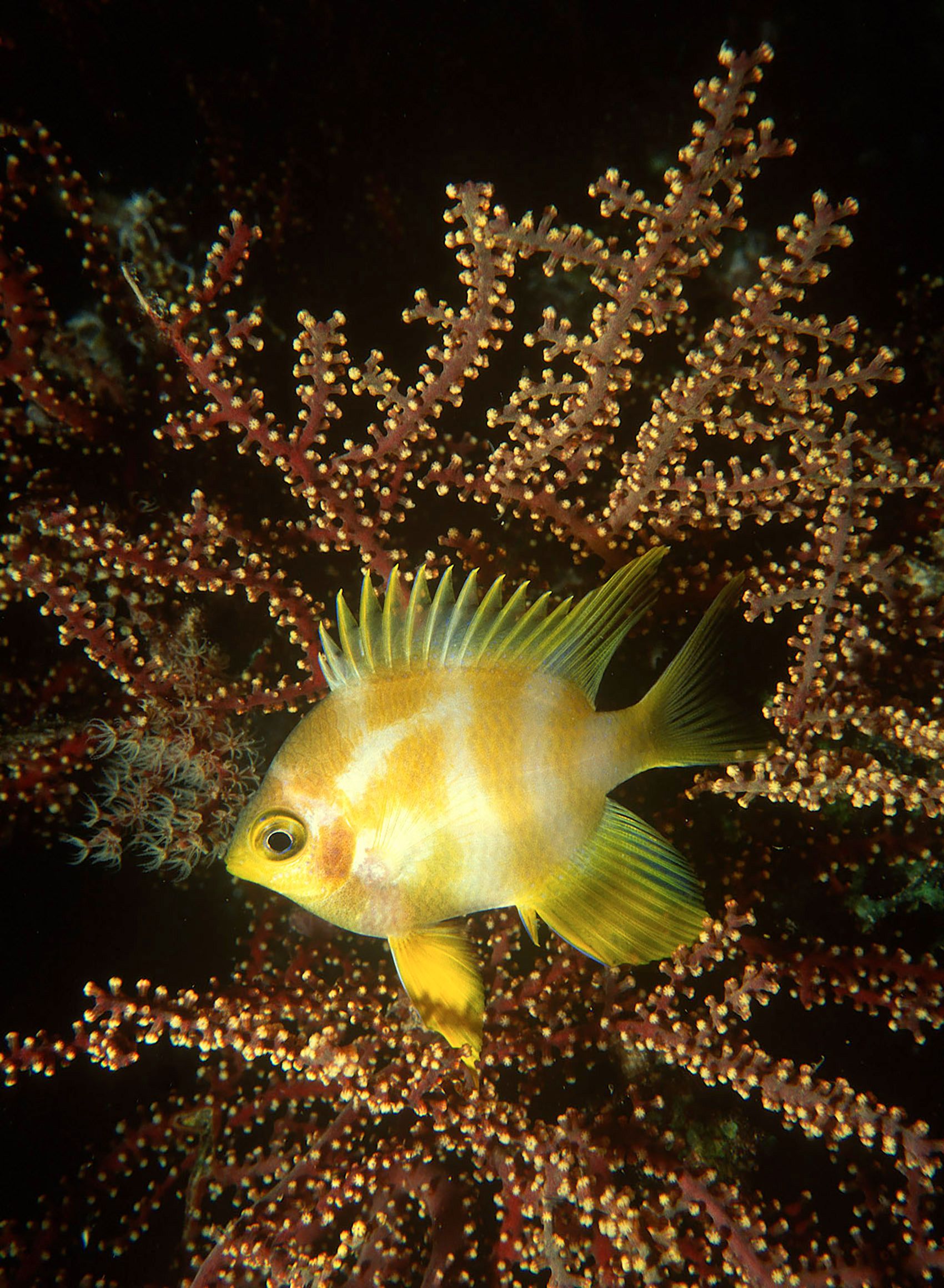 Marine Life 0450.jpg