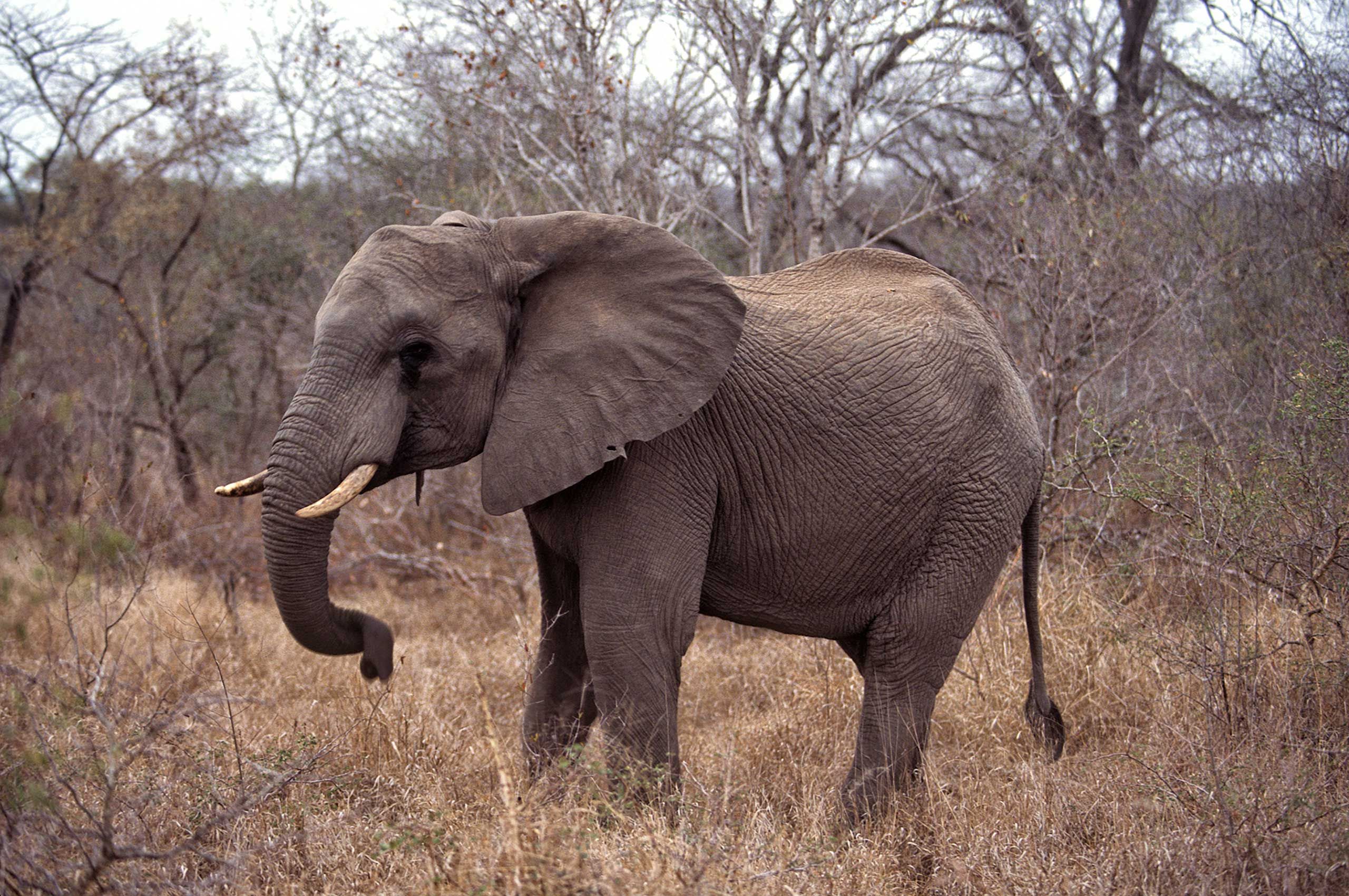 A.AFR.ELEPHANT000023_opt.jpg