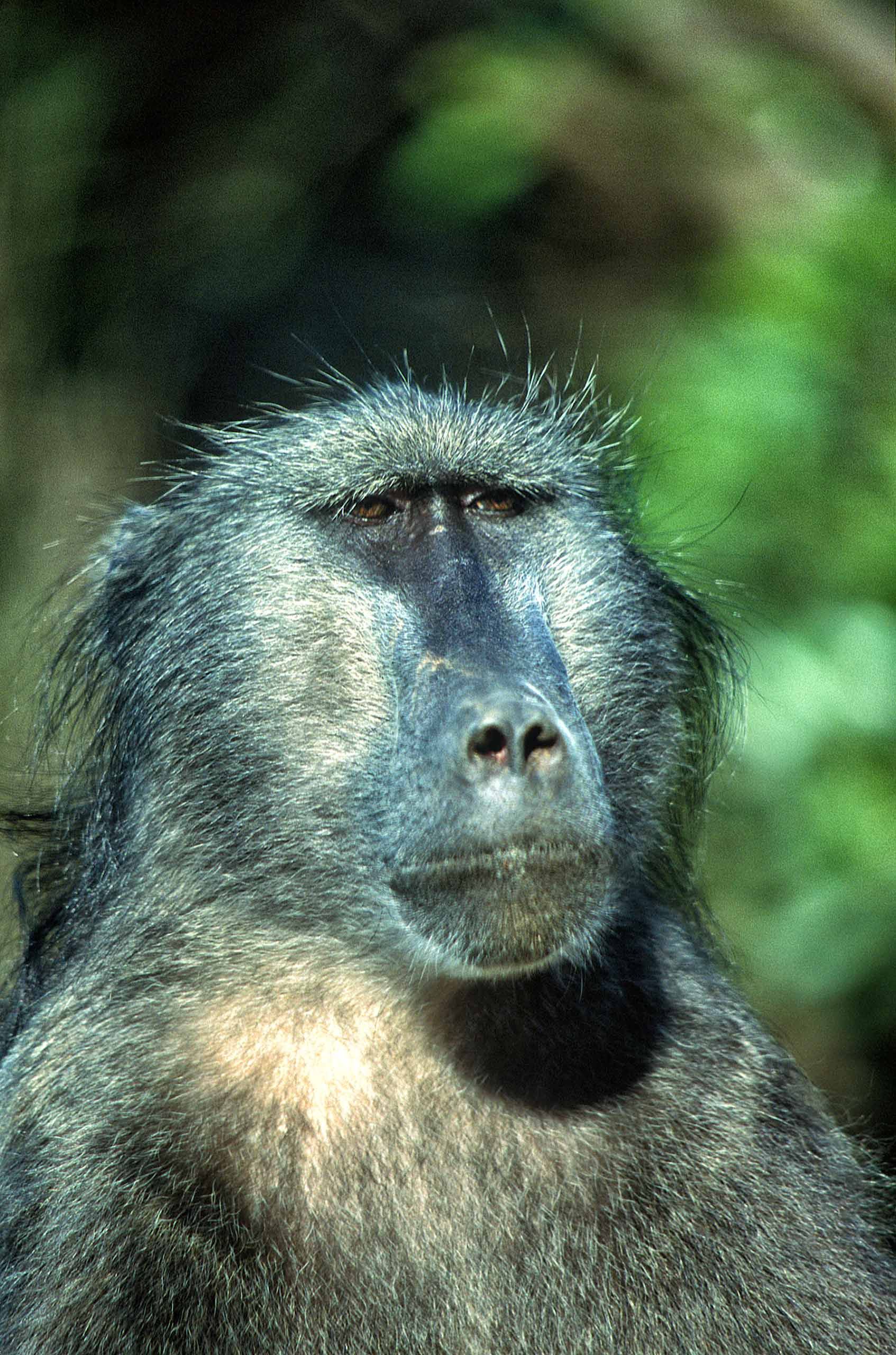 A.AFR.Baboon0009_opt.jpg