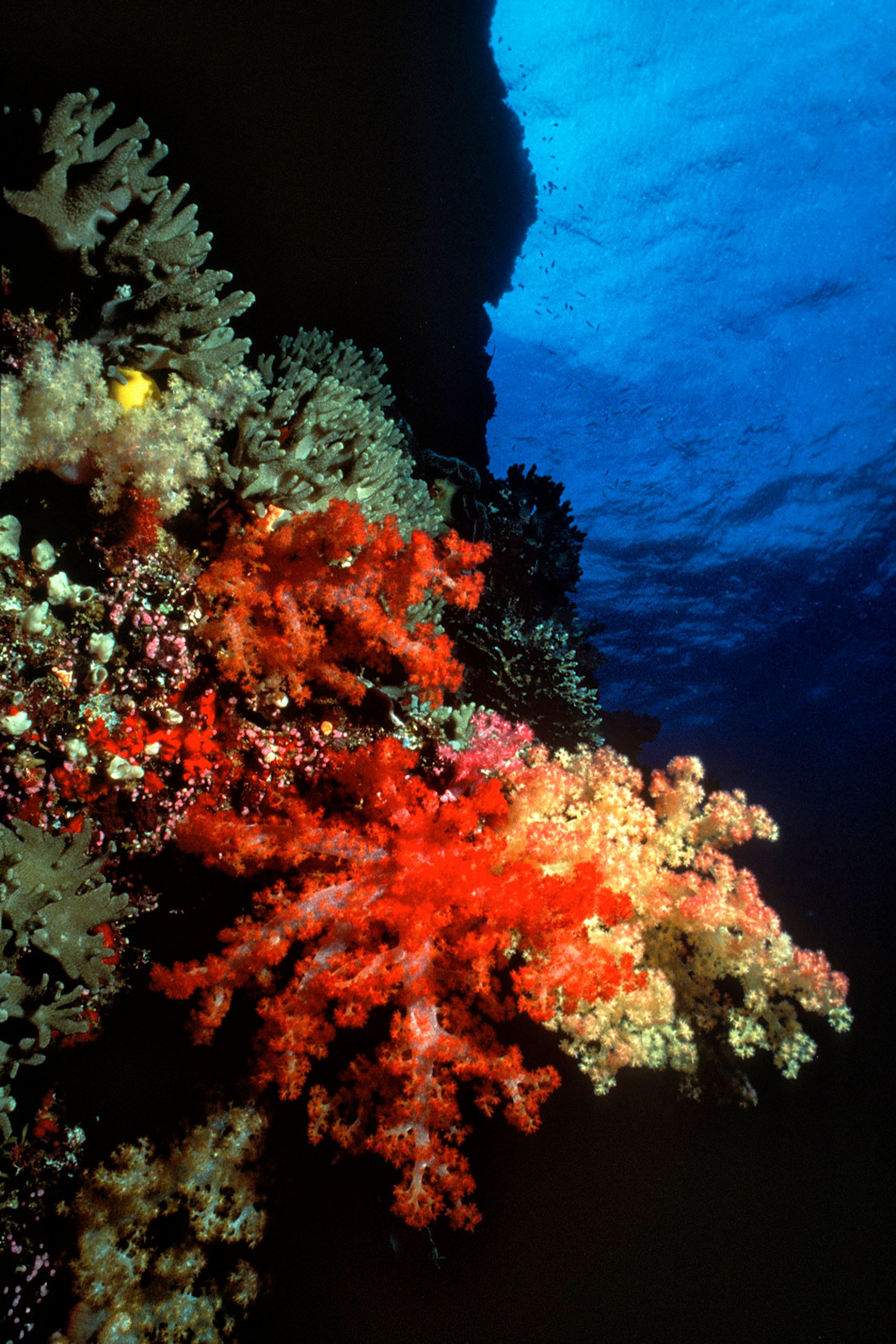 Marine Life 0118.jpg