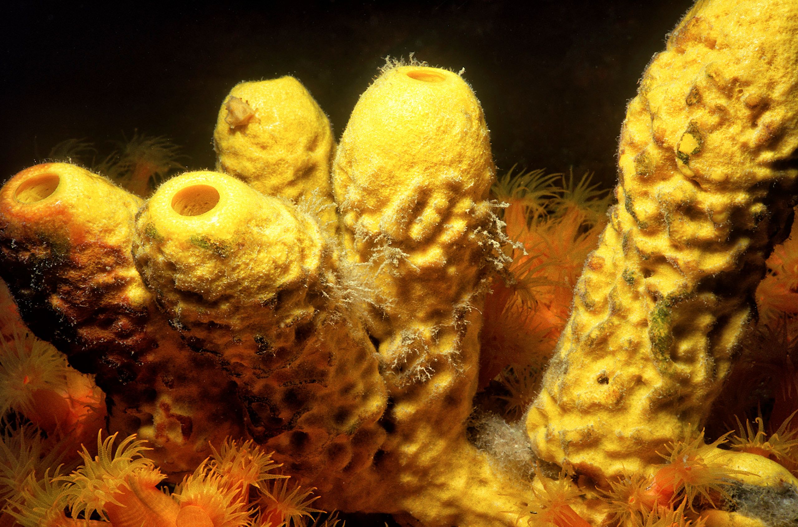 Marine Life 0022.jpg