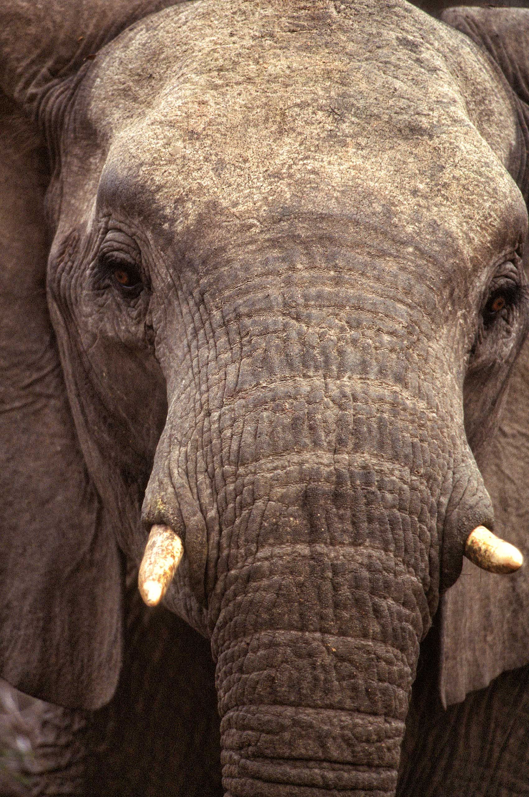 A.AFR.ELEPHANT000010_opt.jpg