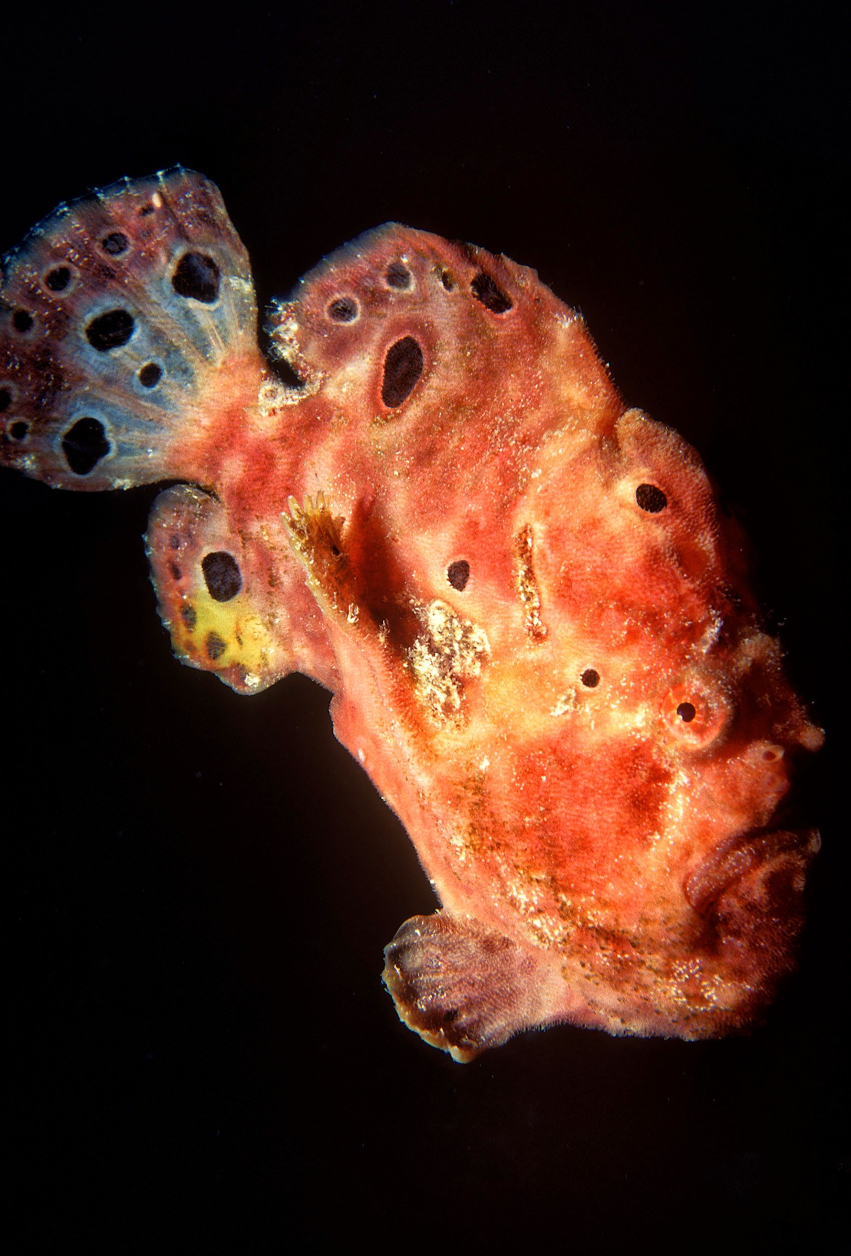 Marine Life 0191.jpg