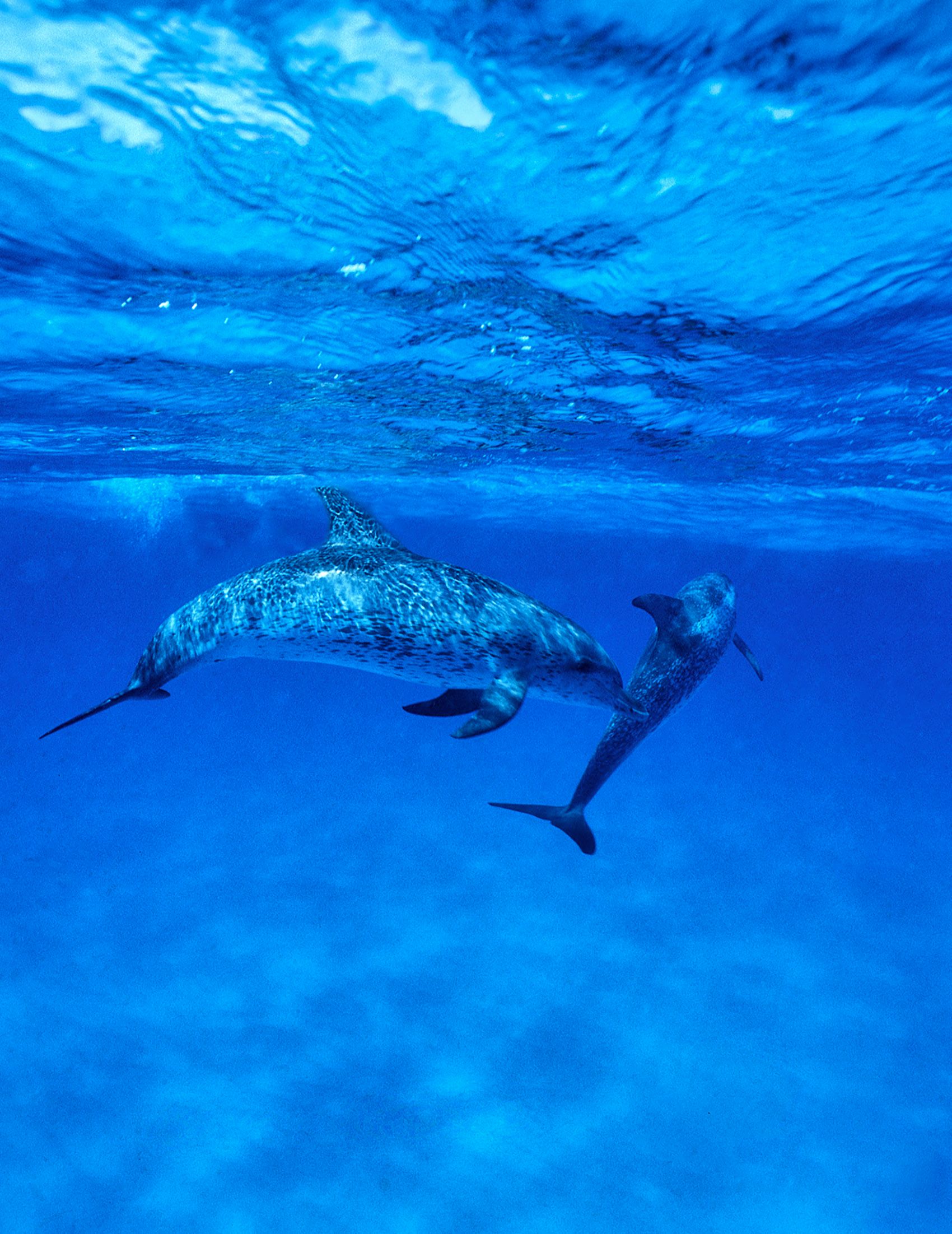 Marine Life 0201.jpg