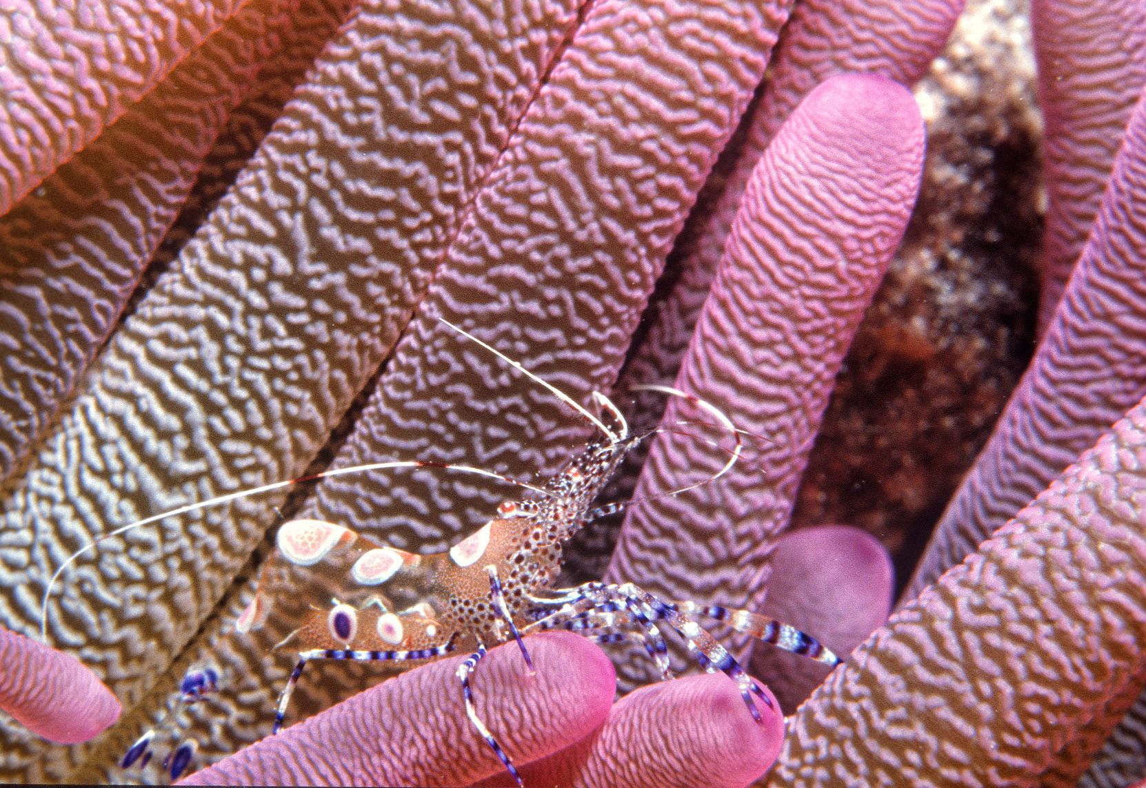 Marine Life 0131.jpg