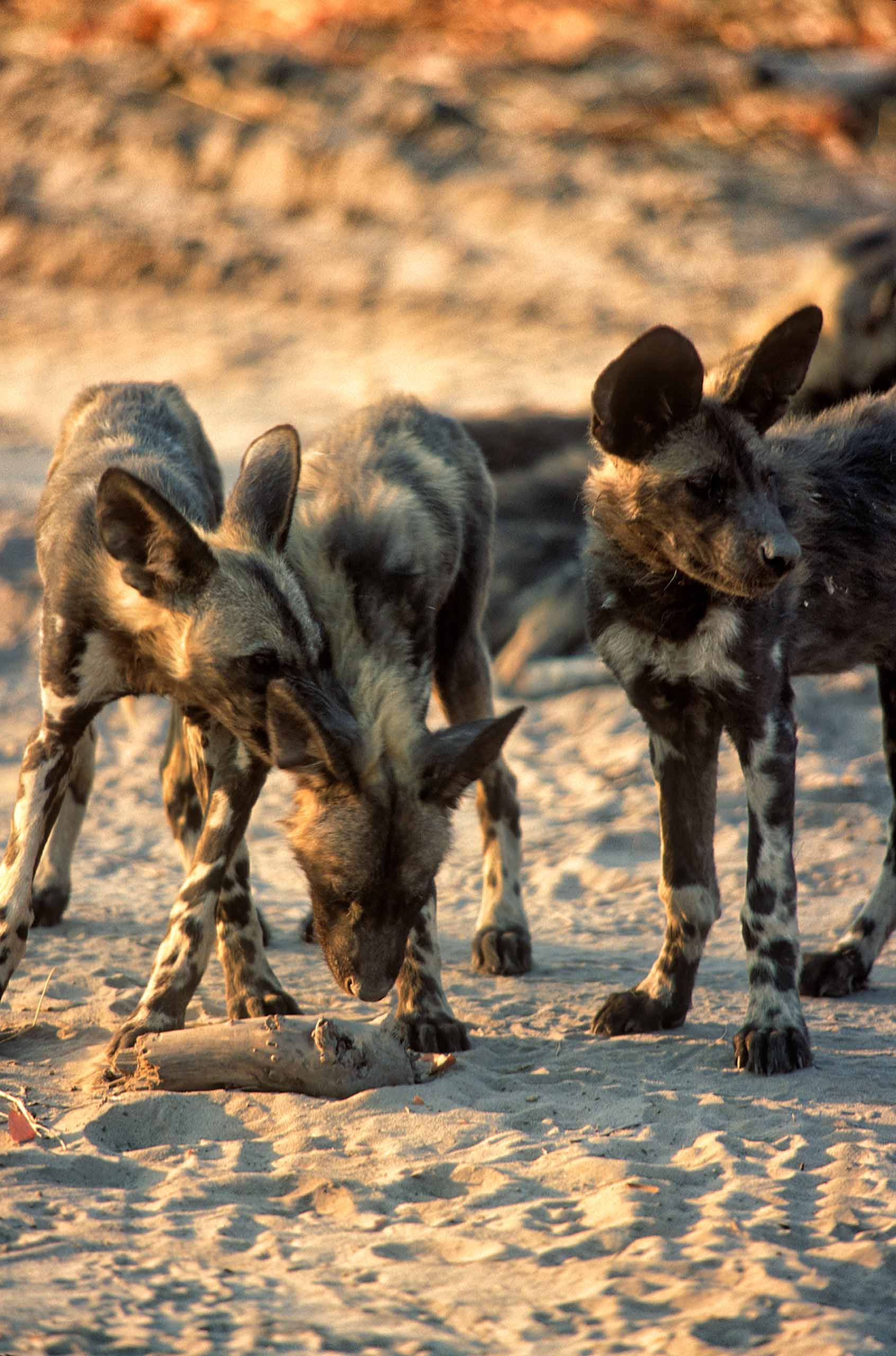 A.AFR.wilddogs0001_opt.jpg