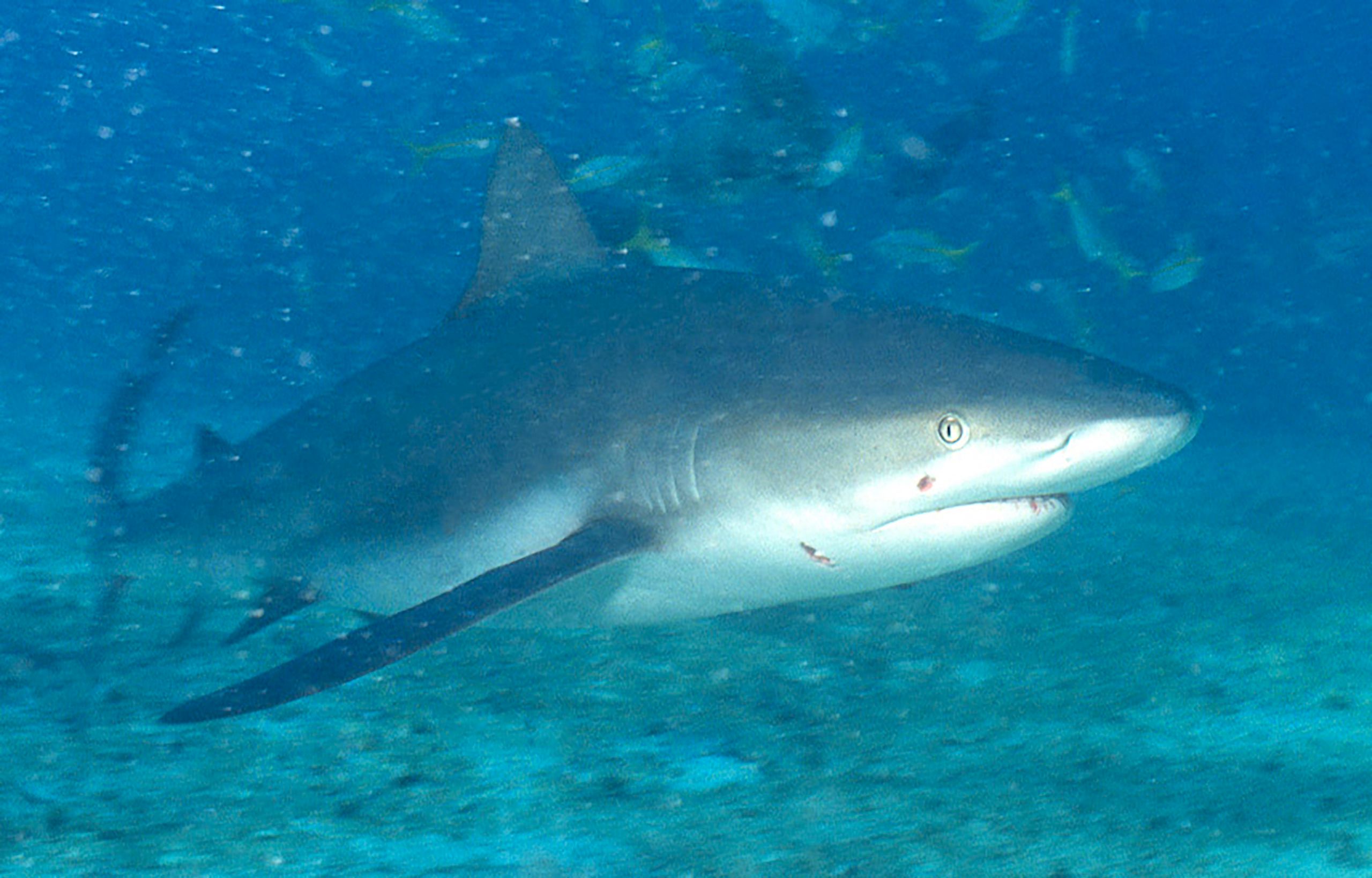 Marine Life 0399.jpg