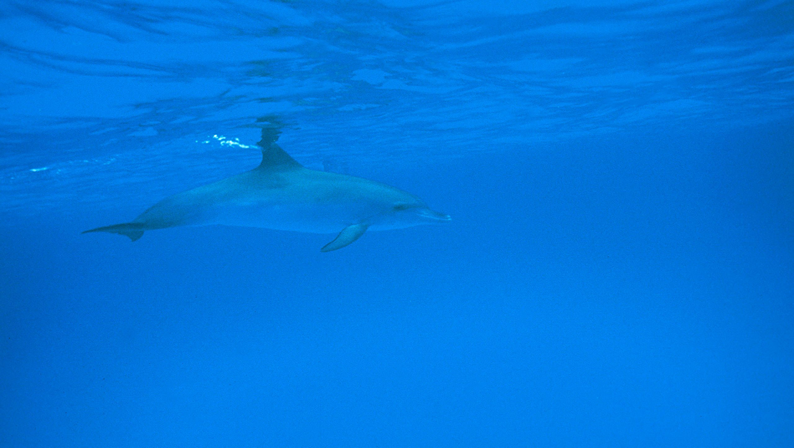 Marine Life 0104.jpg