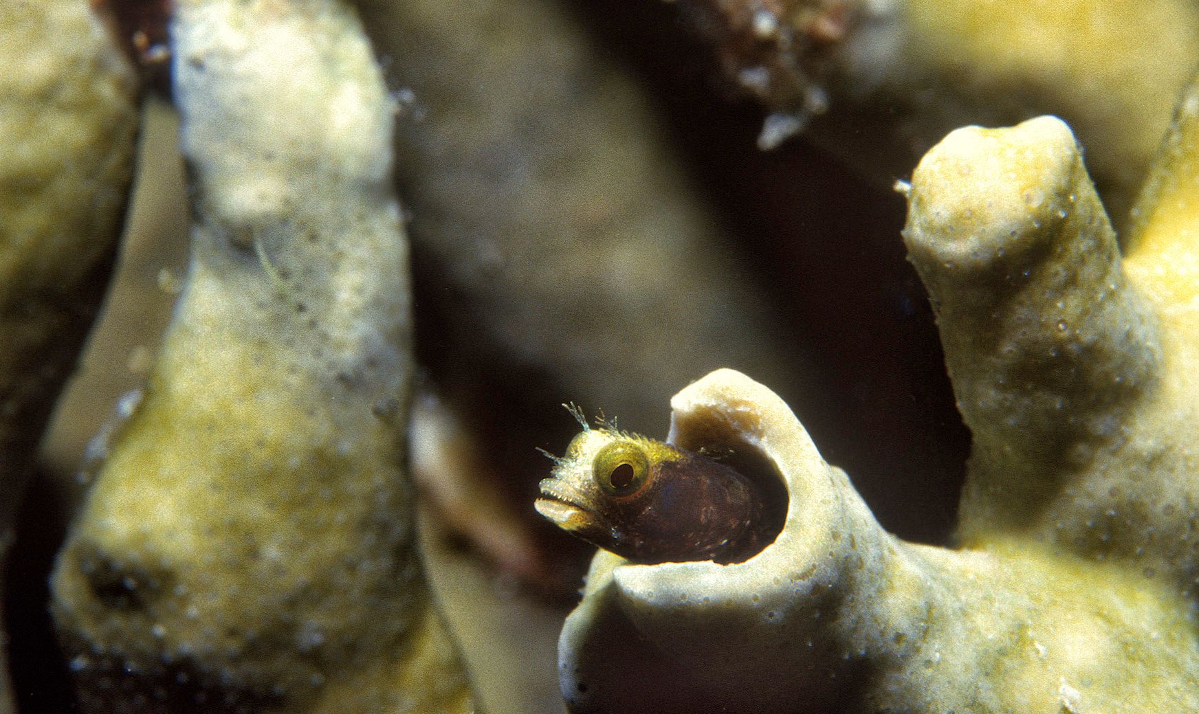 Marine Life 0300.jpg