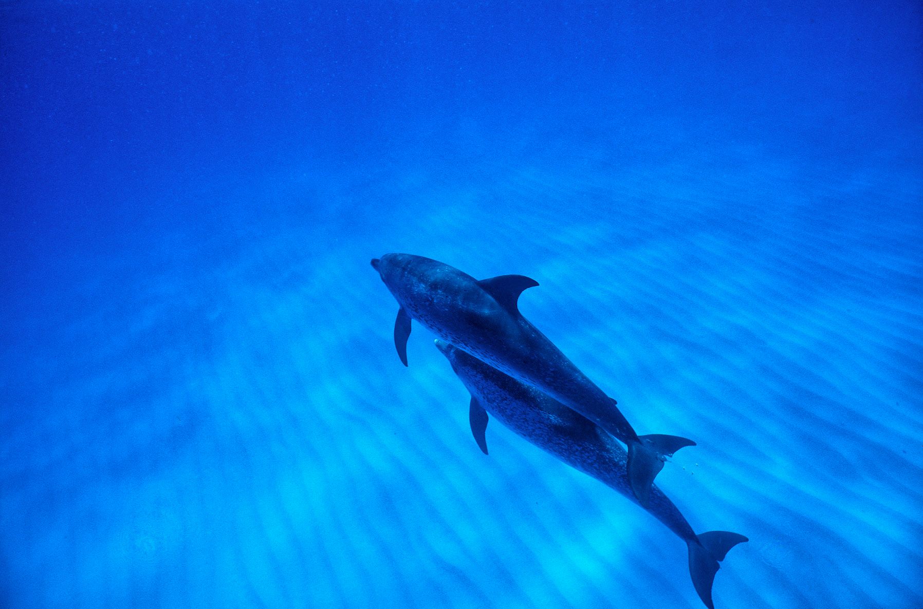 Marine Life 0006.jpg