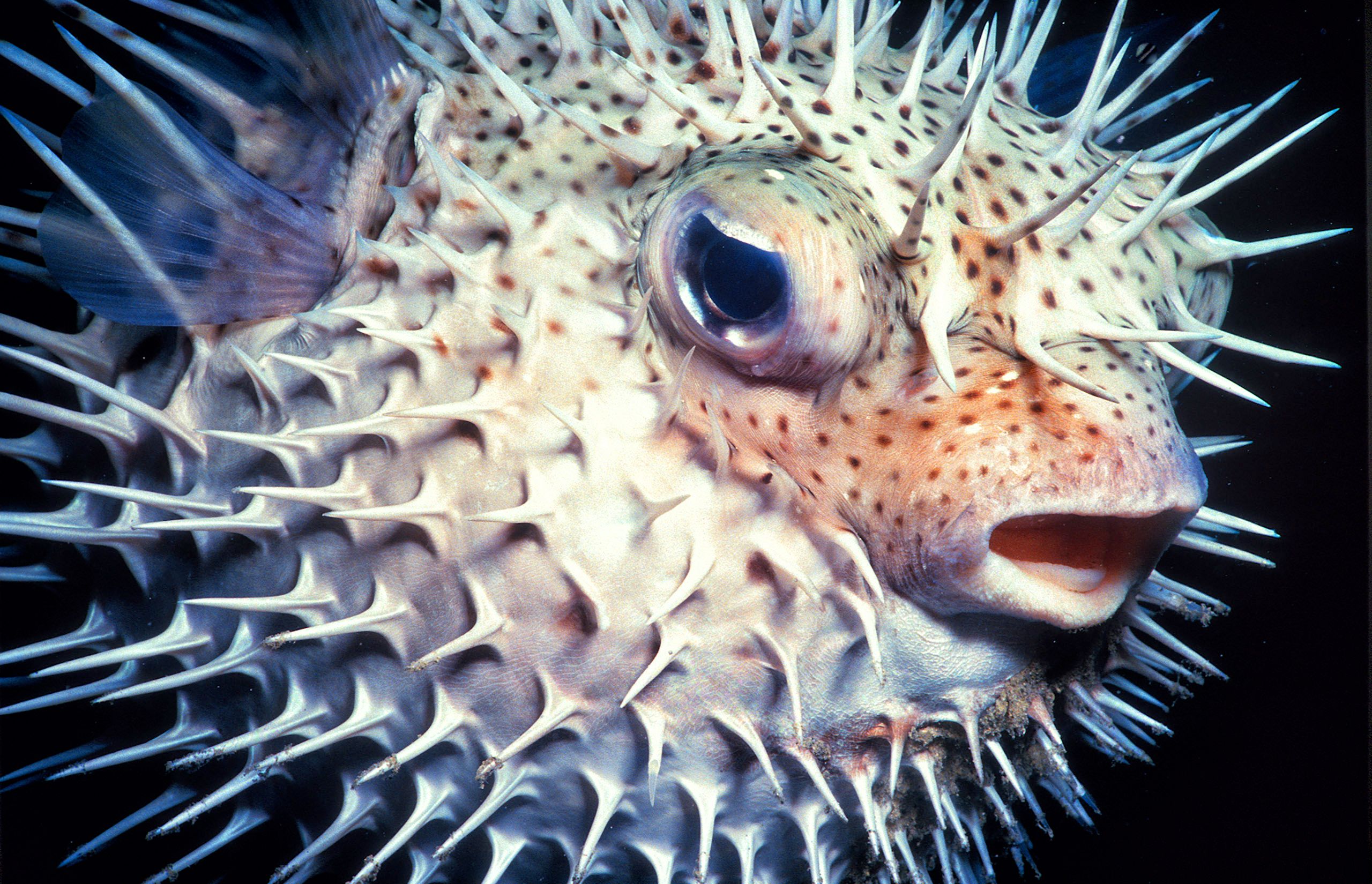 Marine Life 0342.jpg