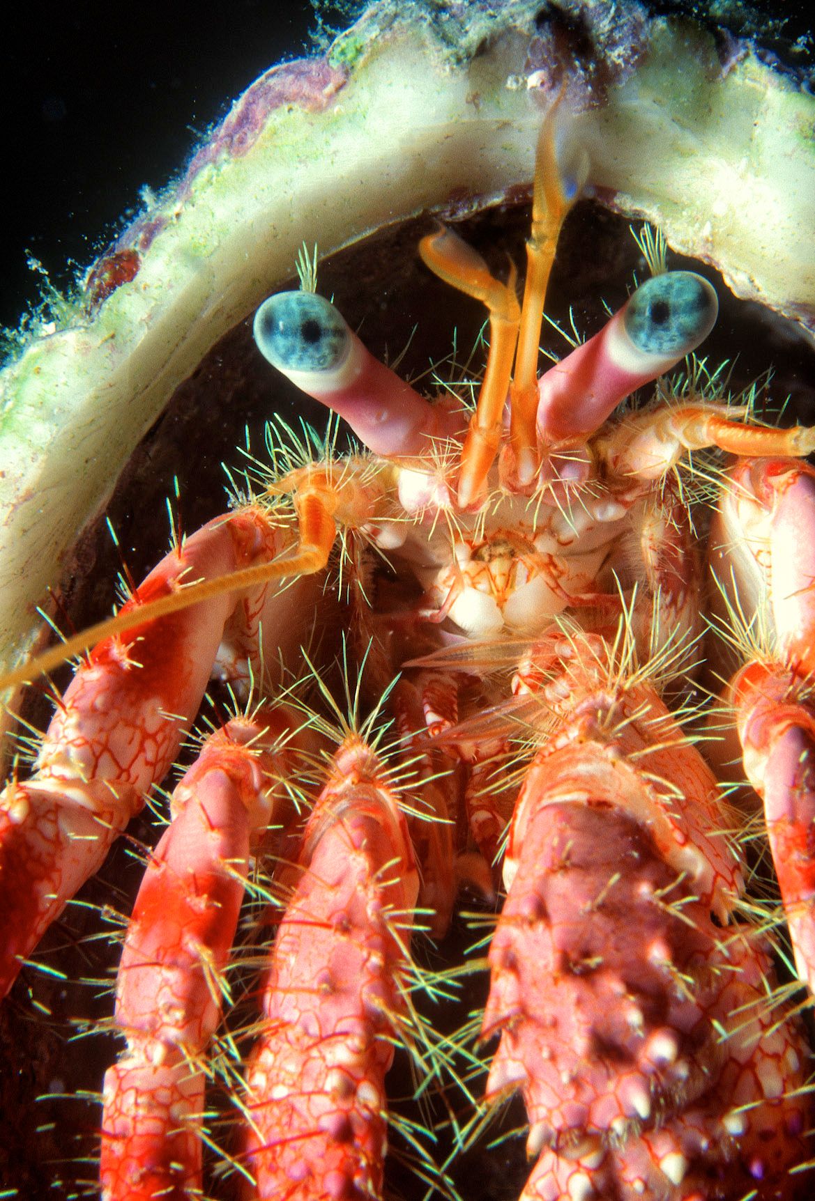 Marine Life 0178.jpg