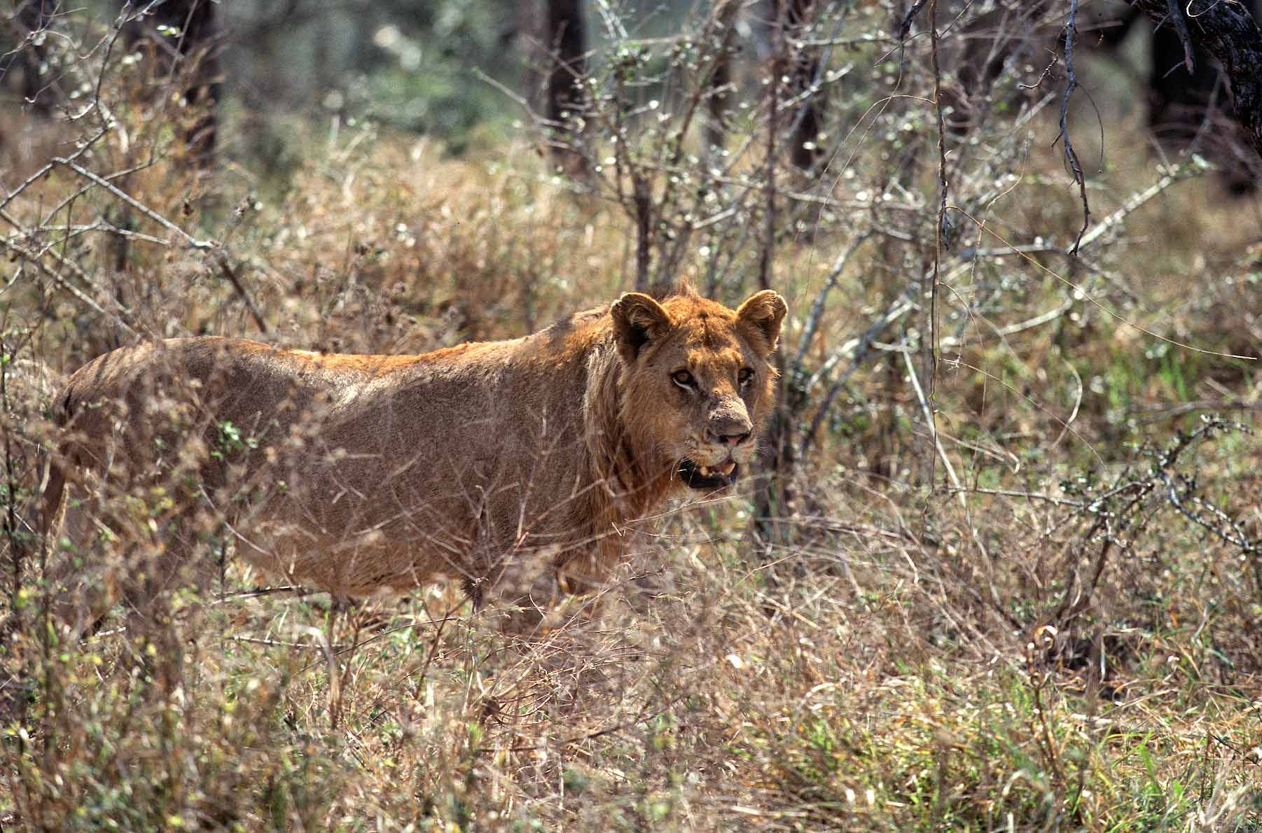 A.AFR.Lion00011_opt.jpg