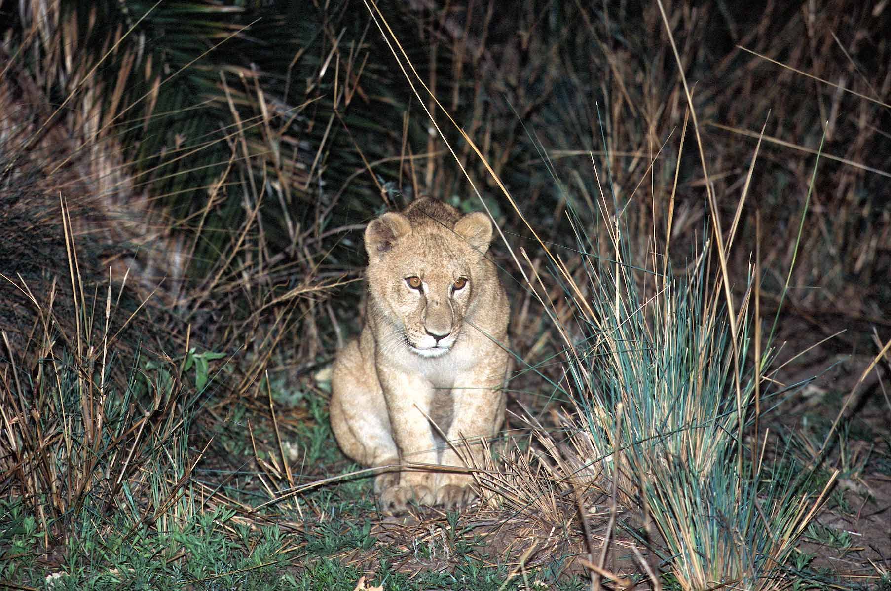 A.AFR.Lion00021_opt.jpg