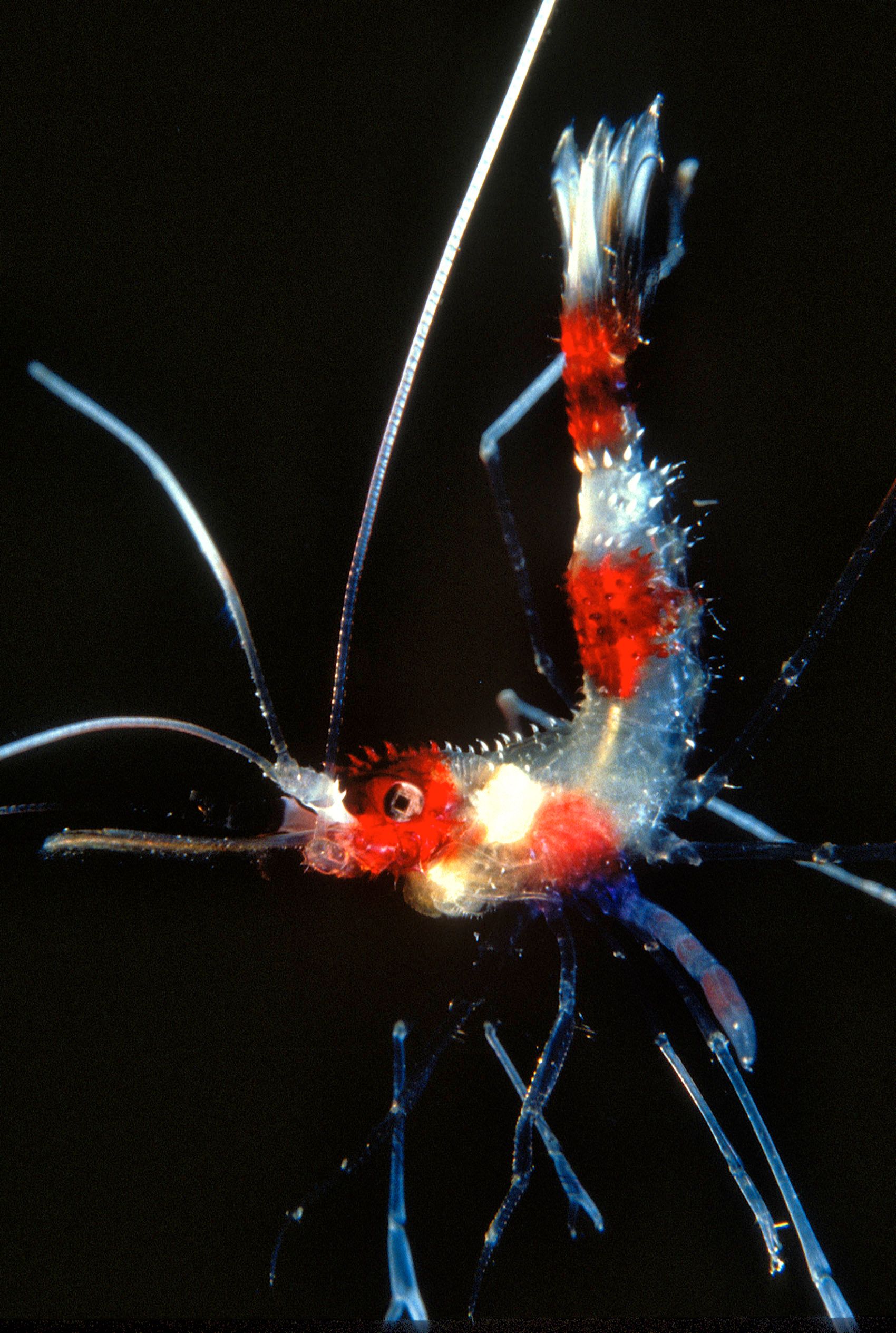 Marine Life 0262.jpg