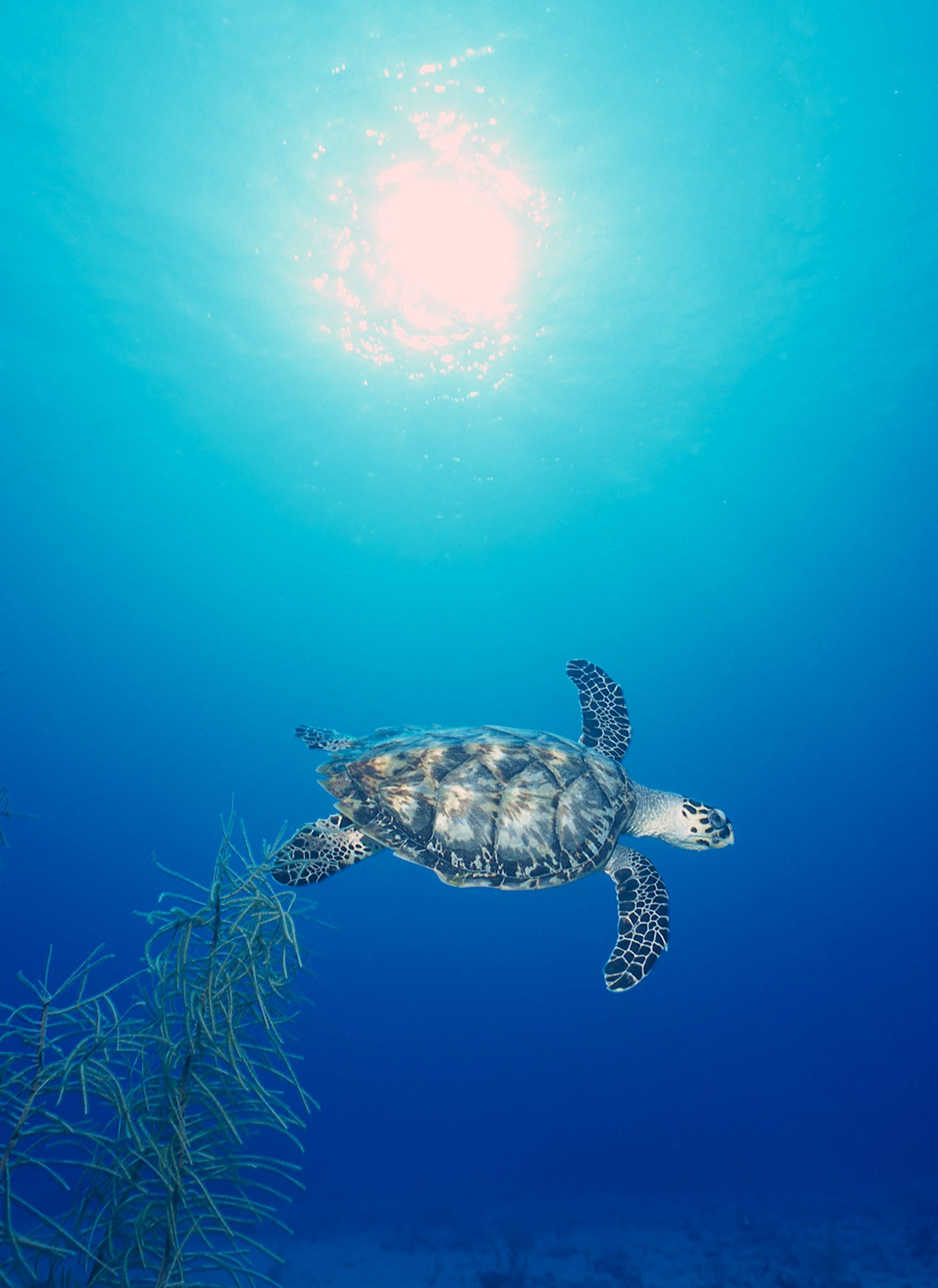 Marine Life 0128.jpg