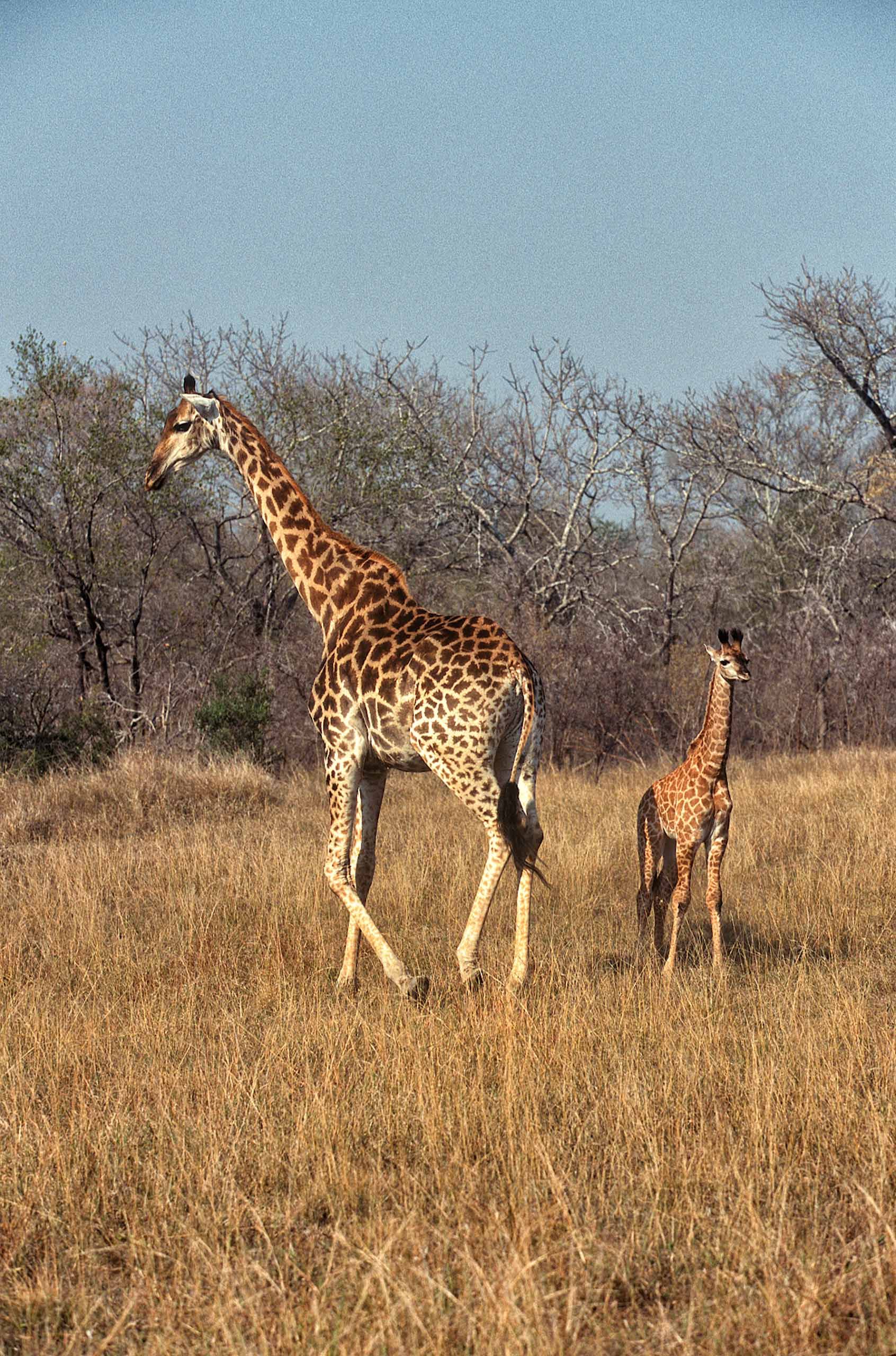 A.AFR.Giraffe0007_opt.jpg