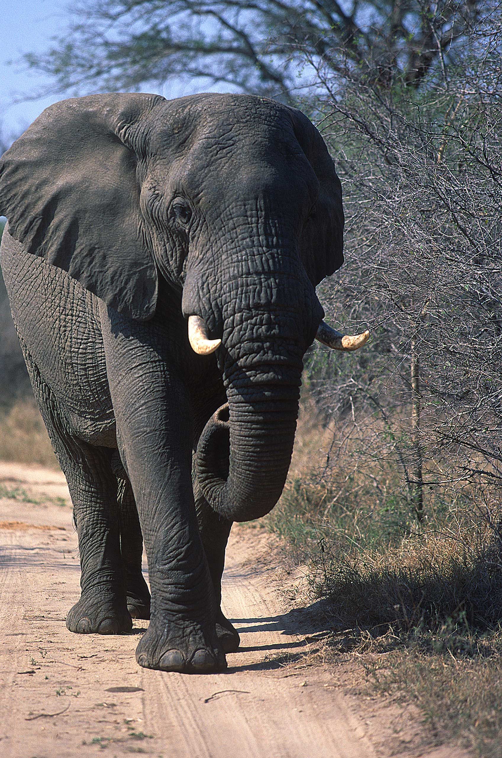 A.AFR.ELEPHANT000044_opt.jpg