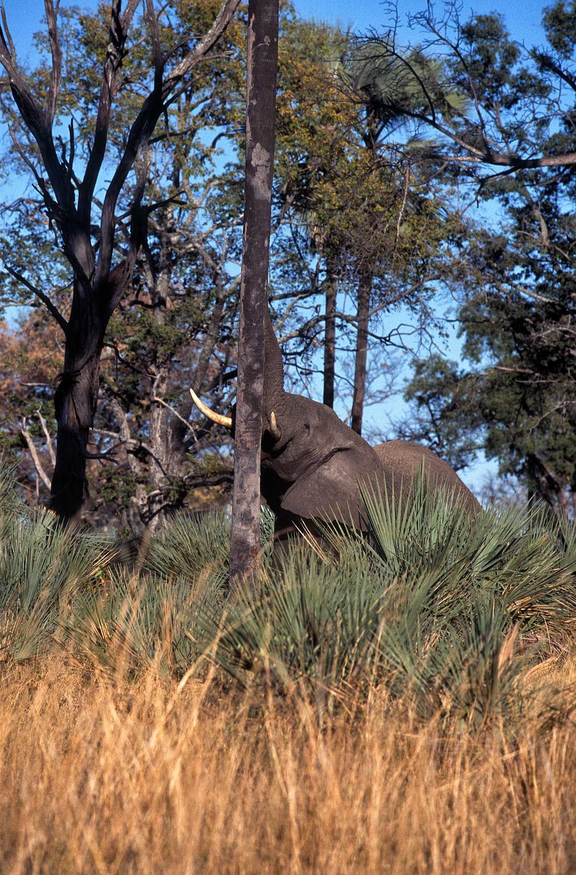 A.AFR.ELEPHANT000016_opt.jpg