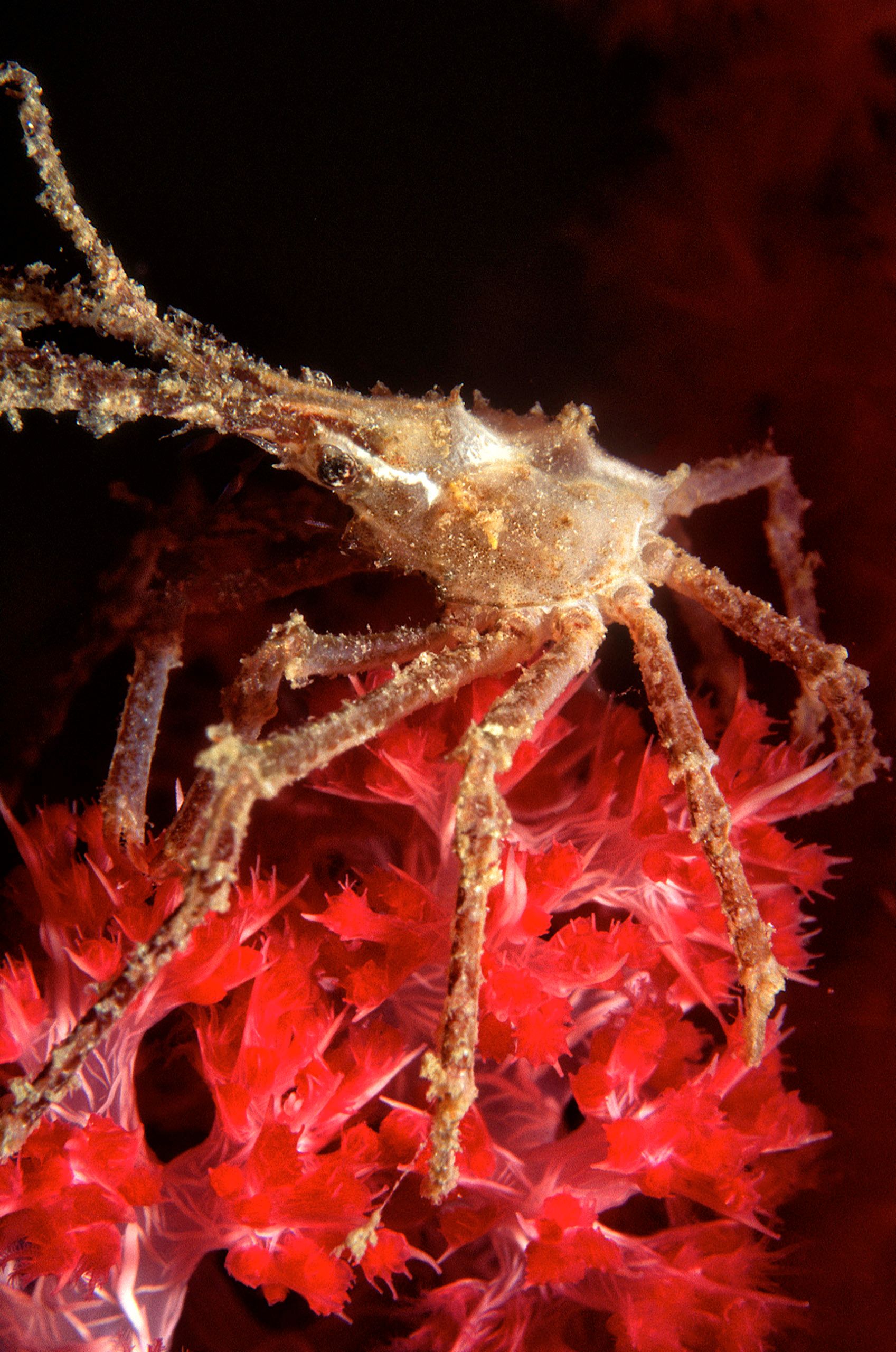 Marine Life 0263.jpg