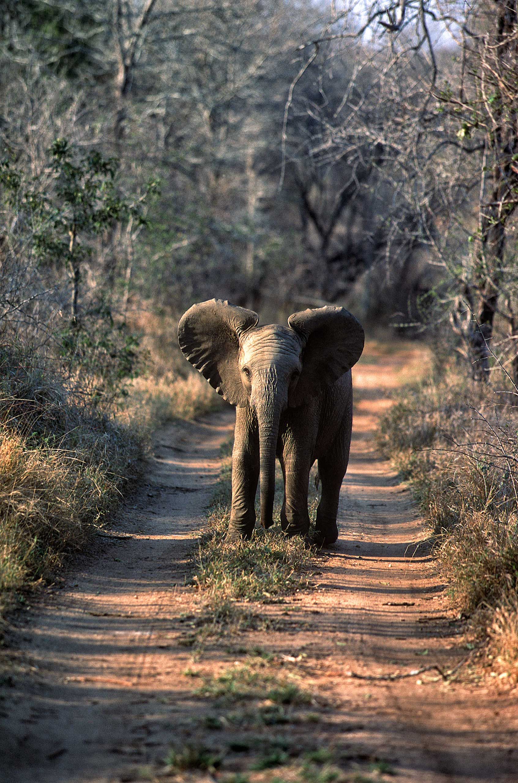 A.AFR.ELEPHANT000042_opt.jpg