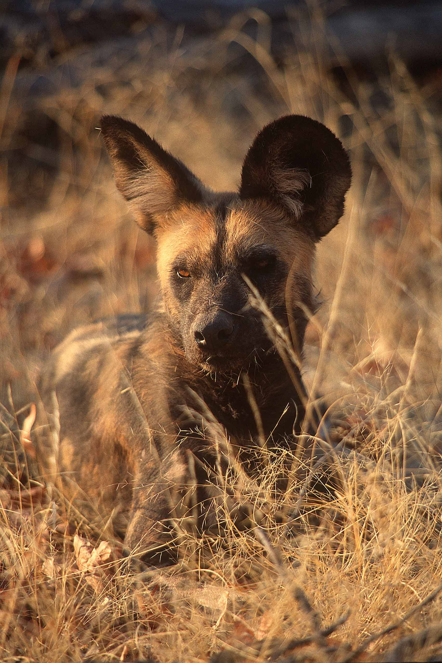 A.AFR.wilddogs0014_opt.jpg