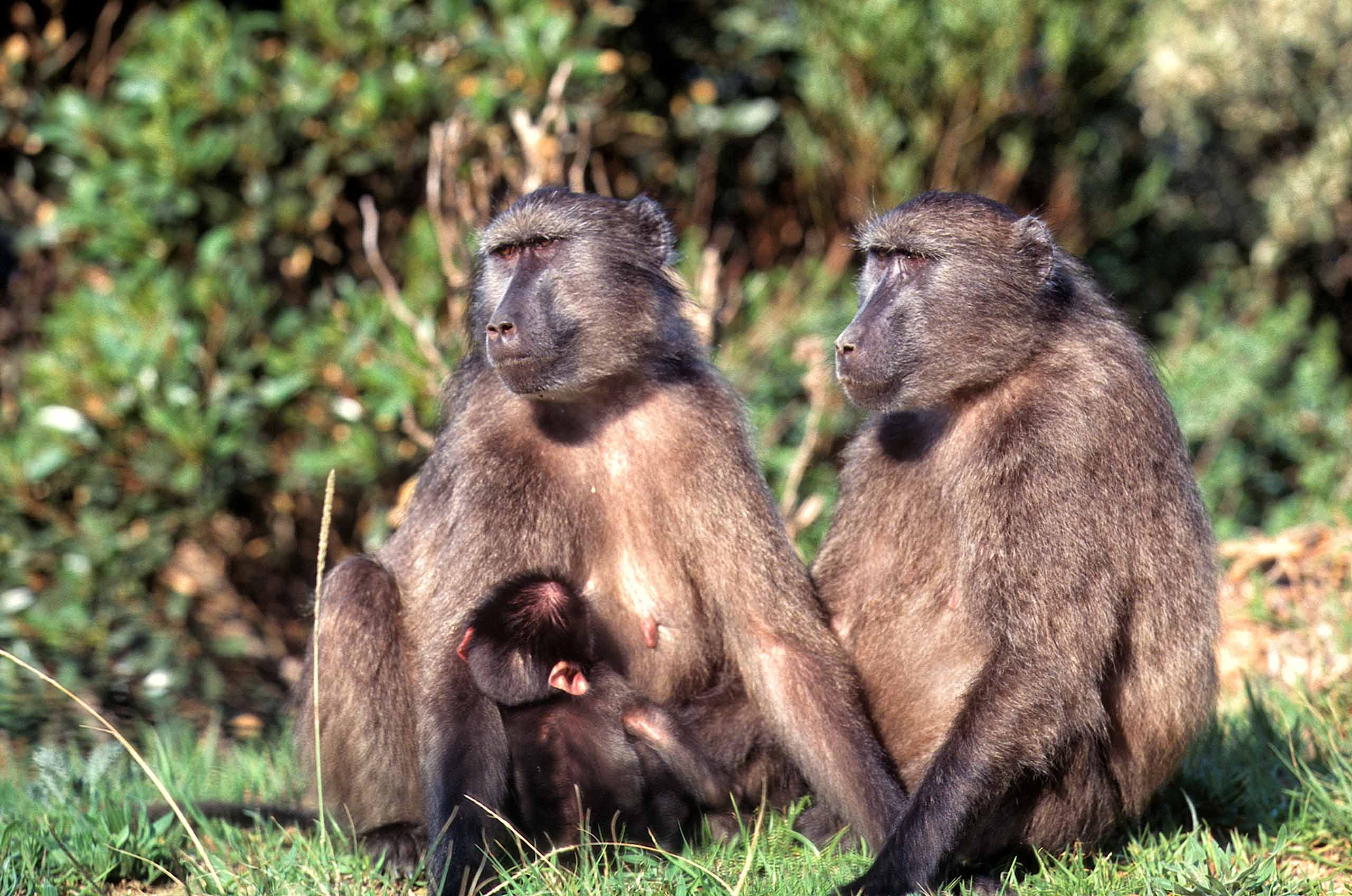 A.AFR.Baboon0005_opt.jpg