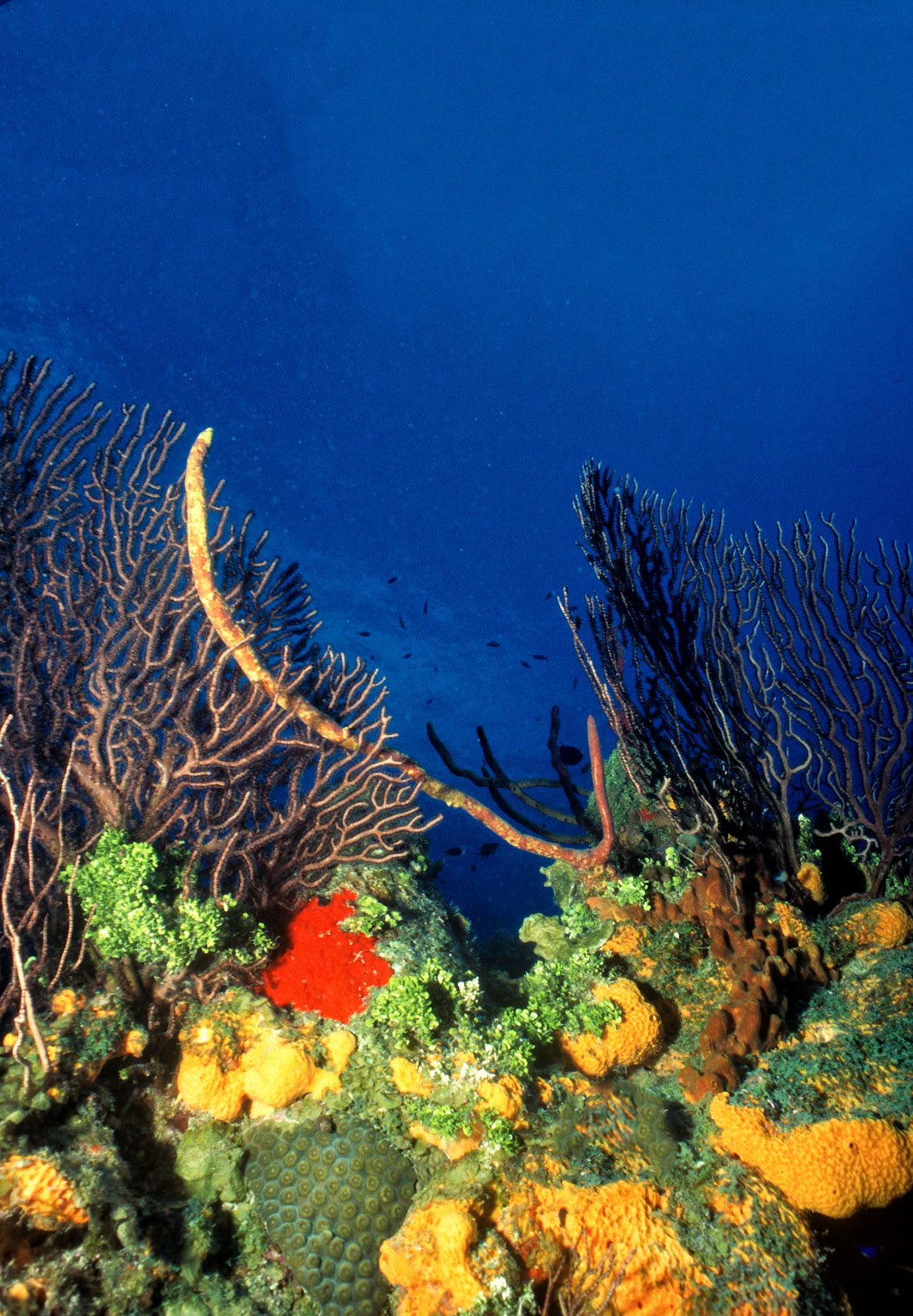 Marine Life 0122.jpg