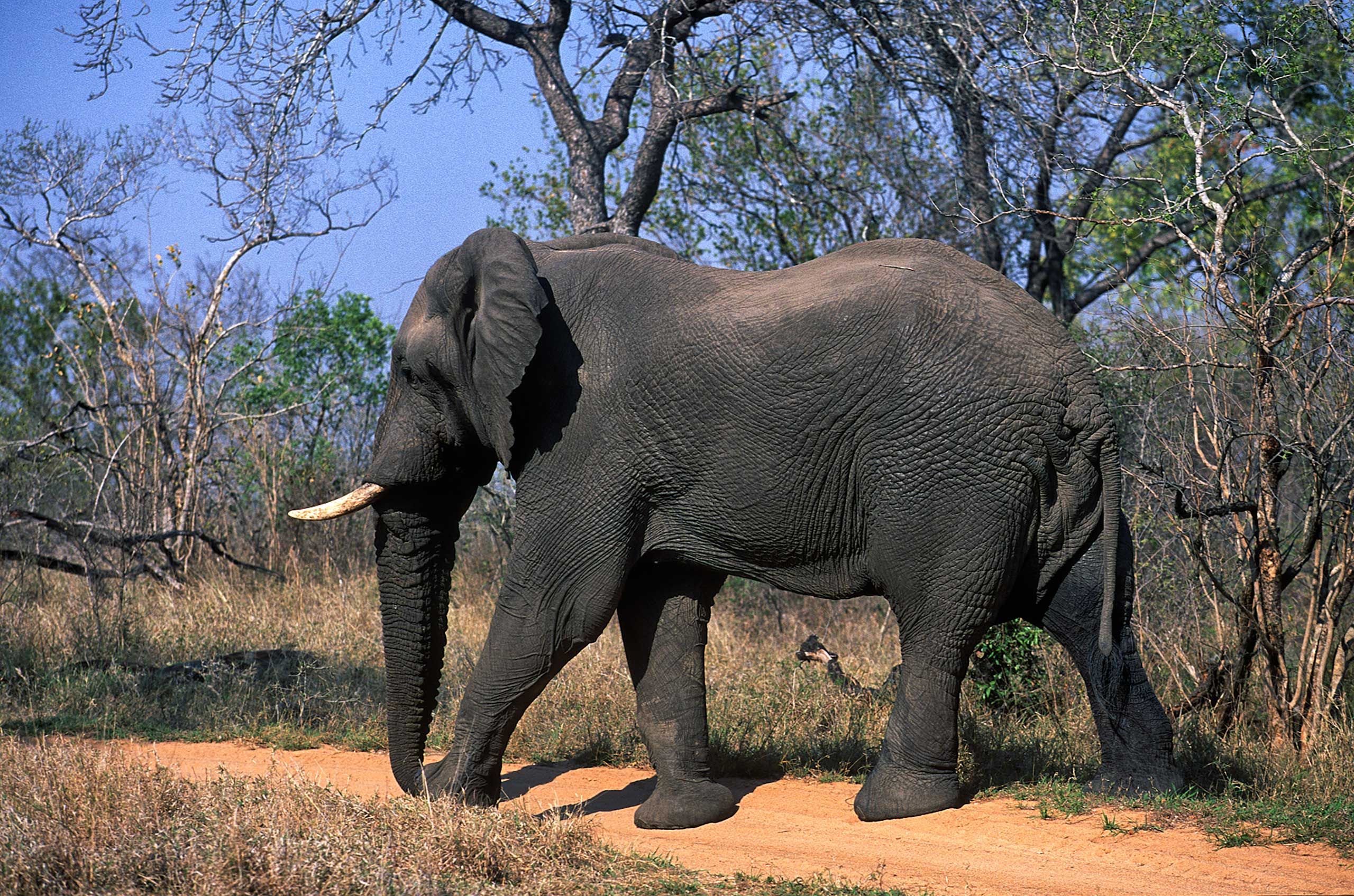A.AFR.ELEPHANT000043_opt.jpg