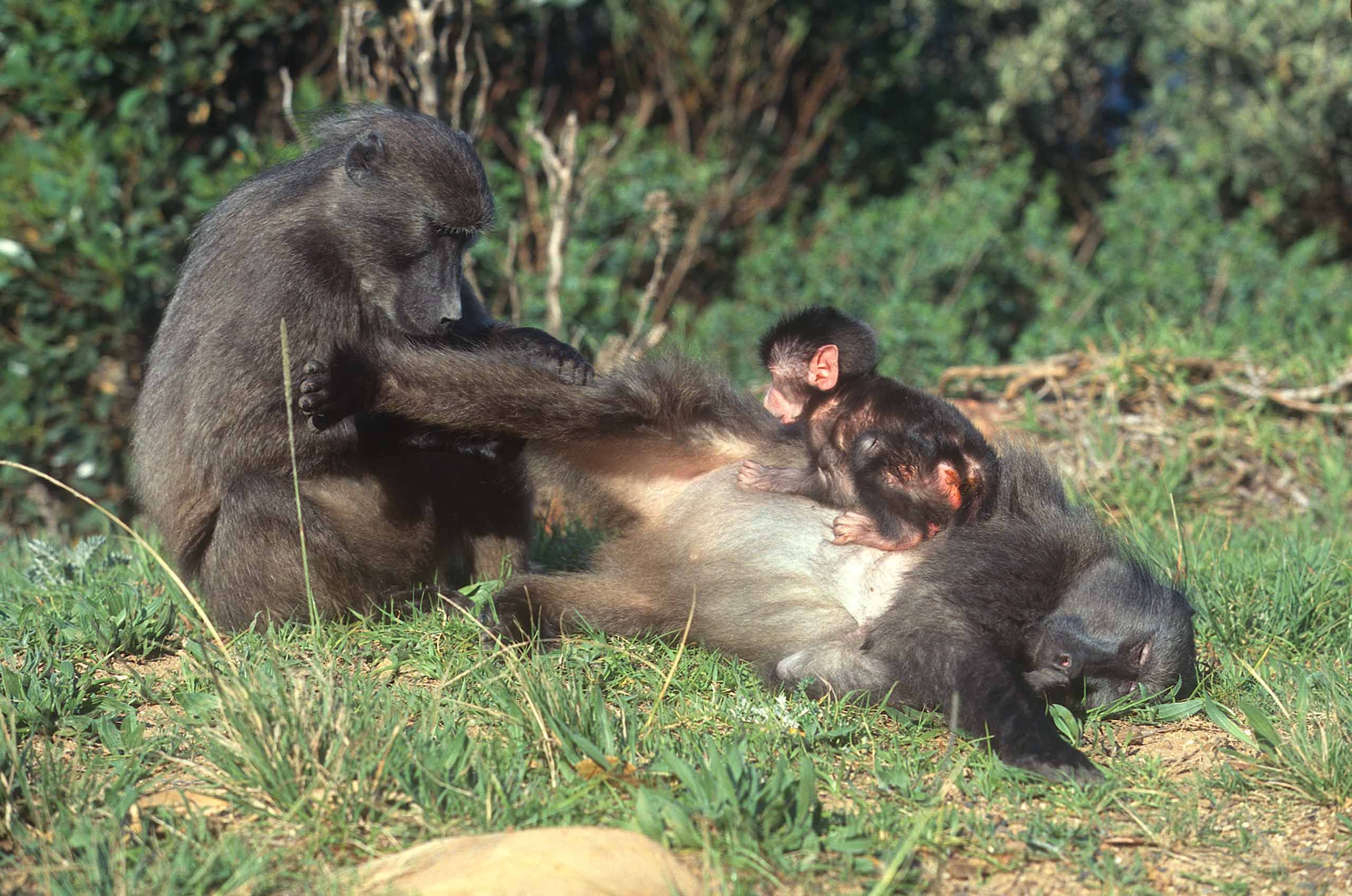 A.AFR.Baboon0003_opt.jpg
