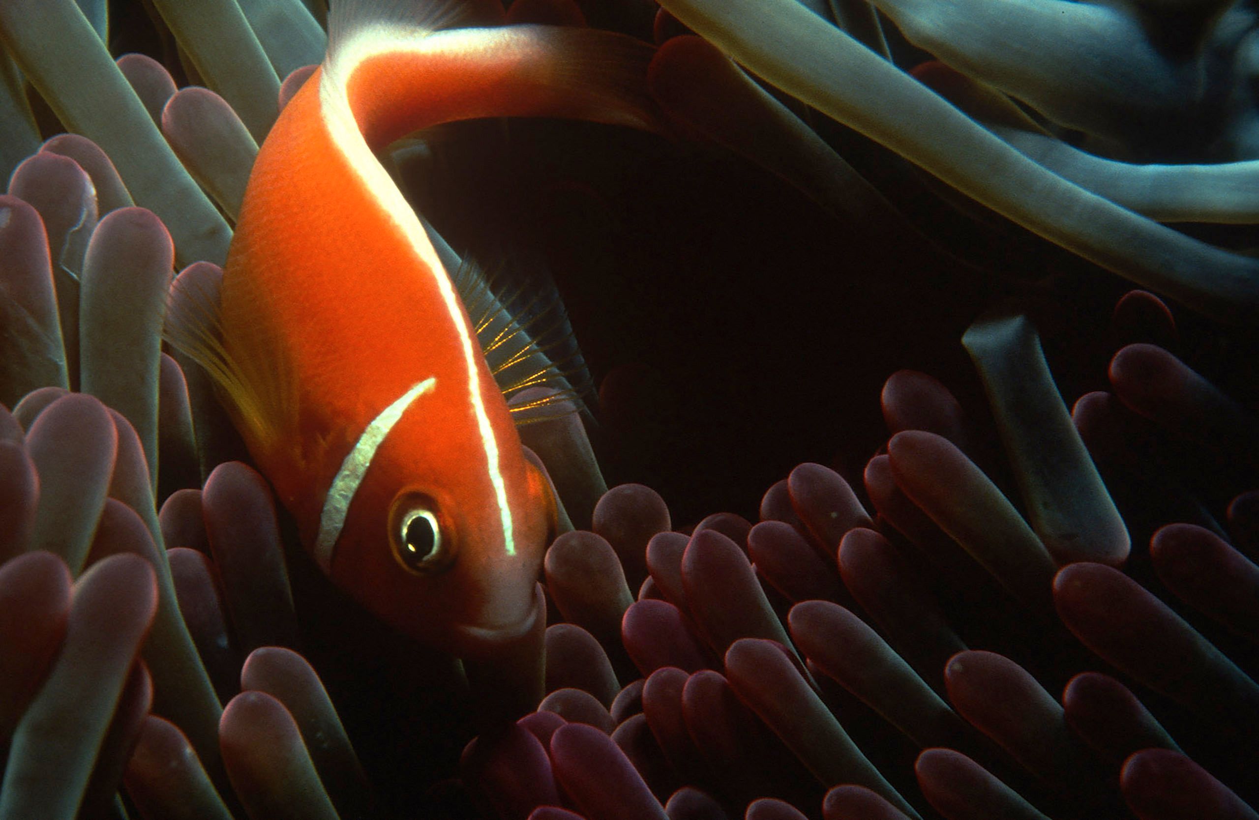 Marine Life 0057.jpg