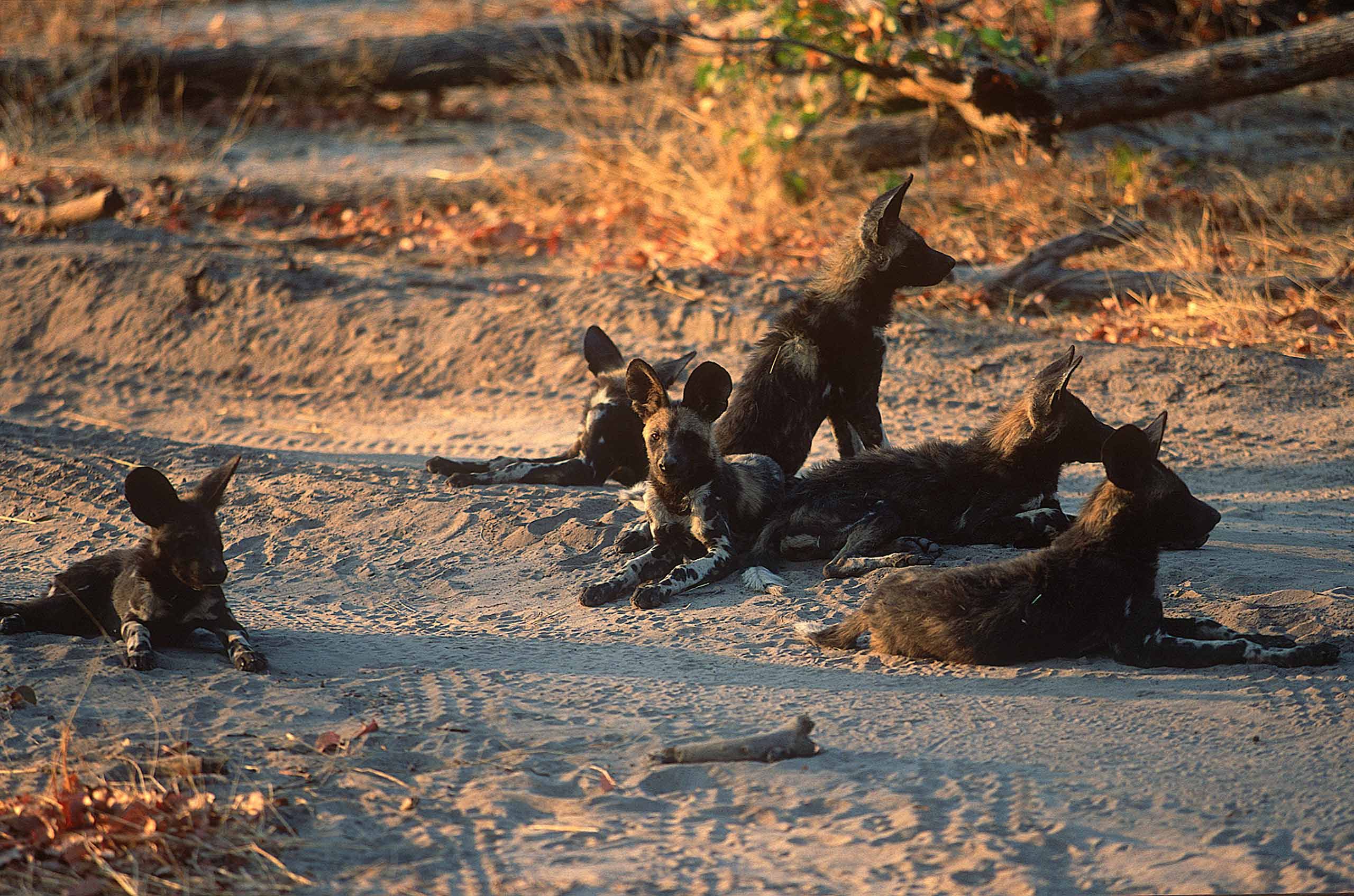 A.AFR.wilddogs0013_opt.jpg
