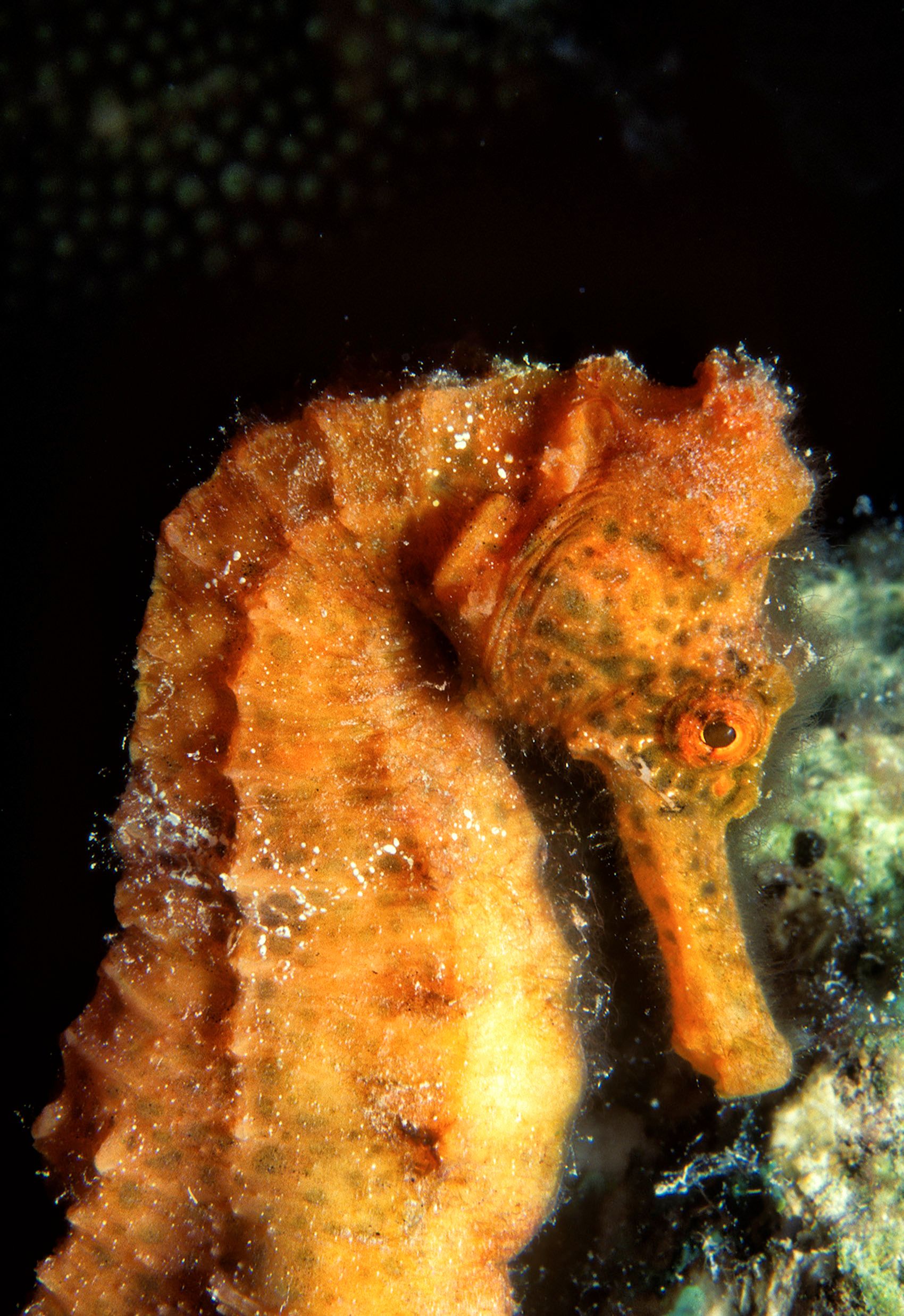 Marine Life 0082.jpg