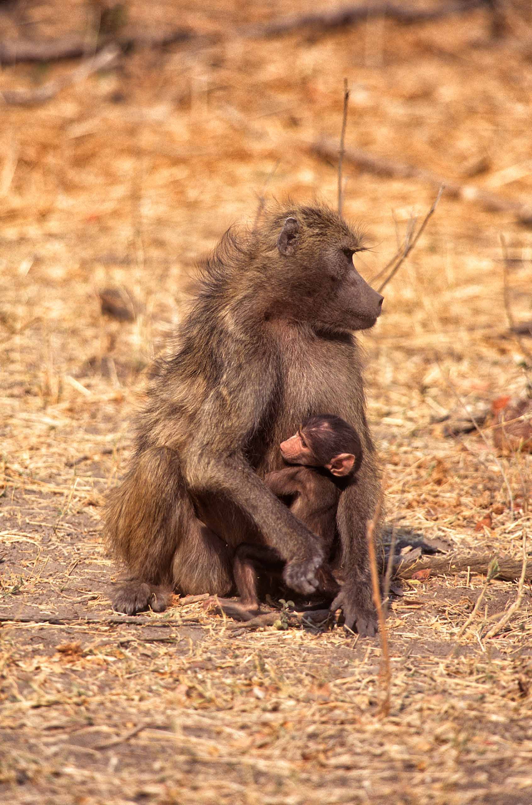 A.AFR.Baboon00018_opt.jpg