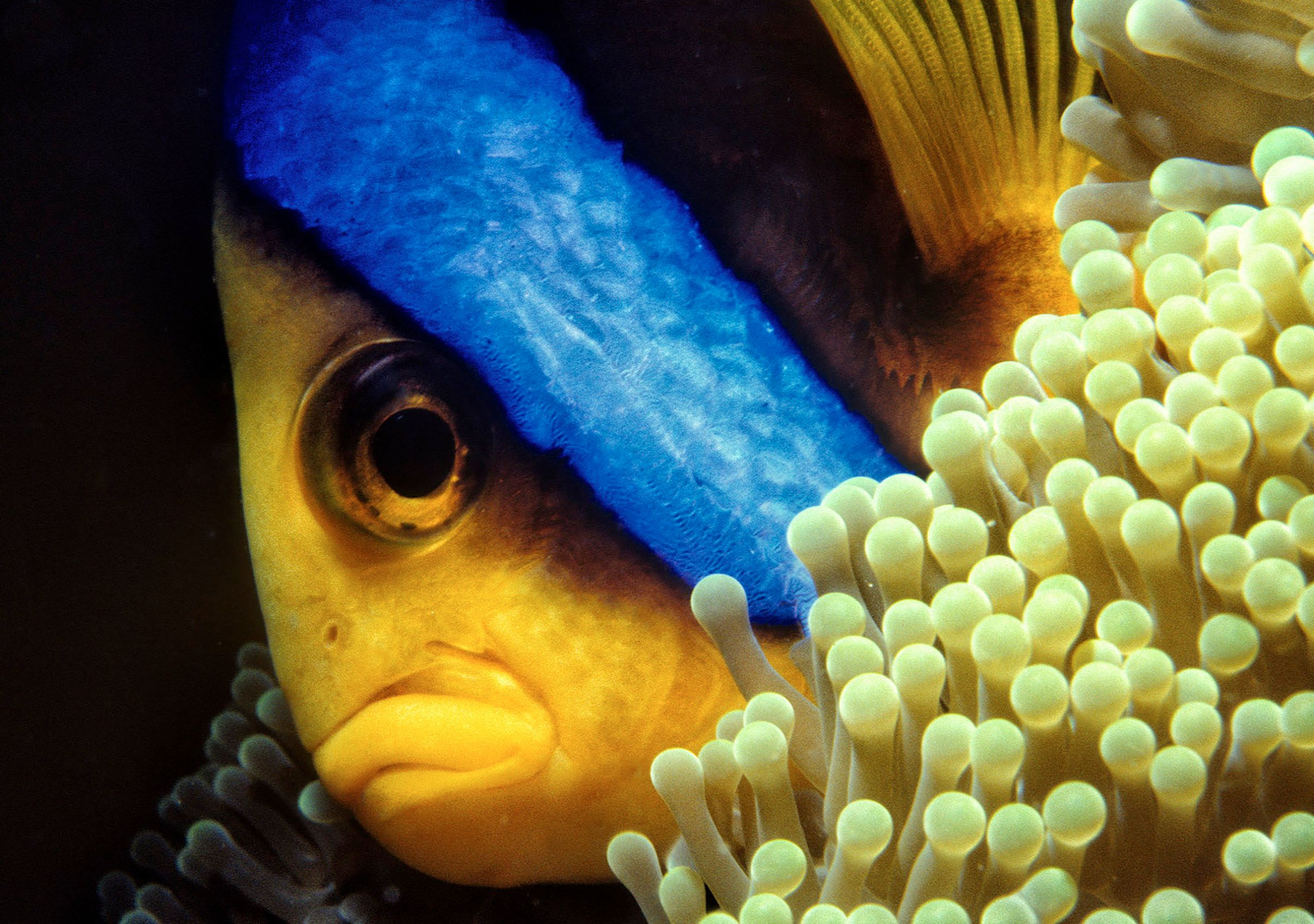 Marine Life 0061.jpg