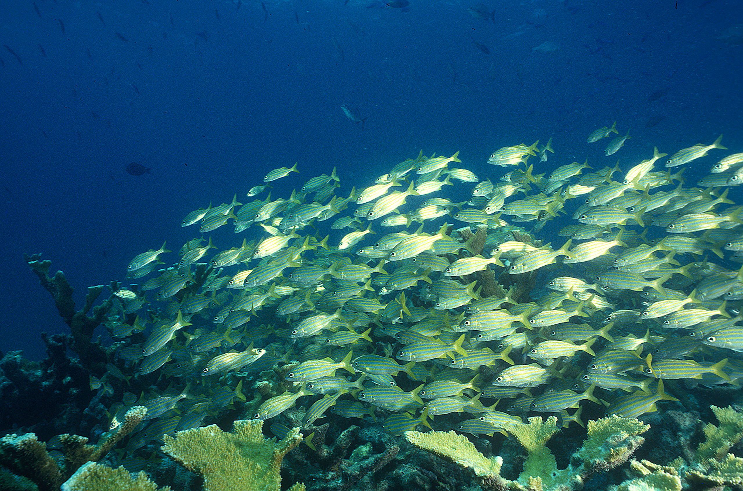 Marine Life 0123.jpg