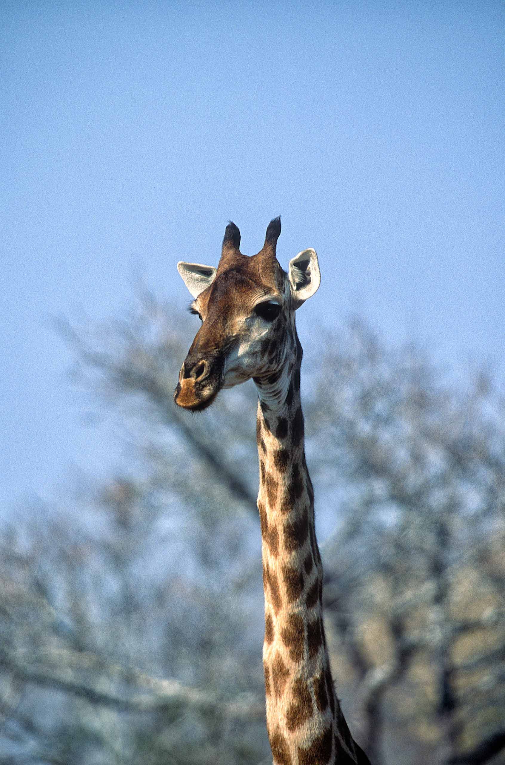 A.AFR.Giraffe0004_opt.jpg