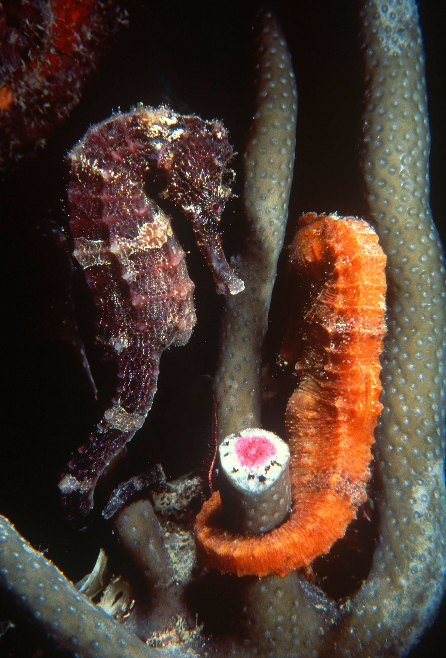 Marine Life 0245.jpg