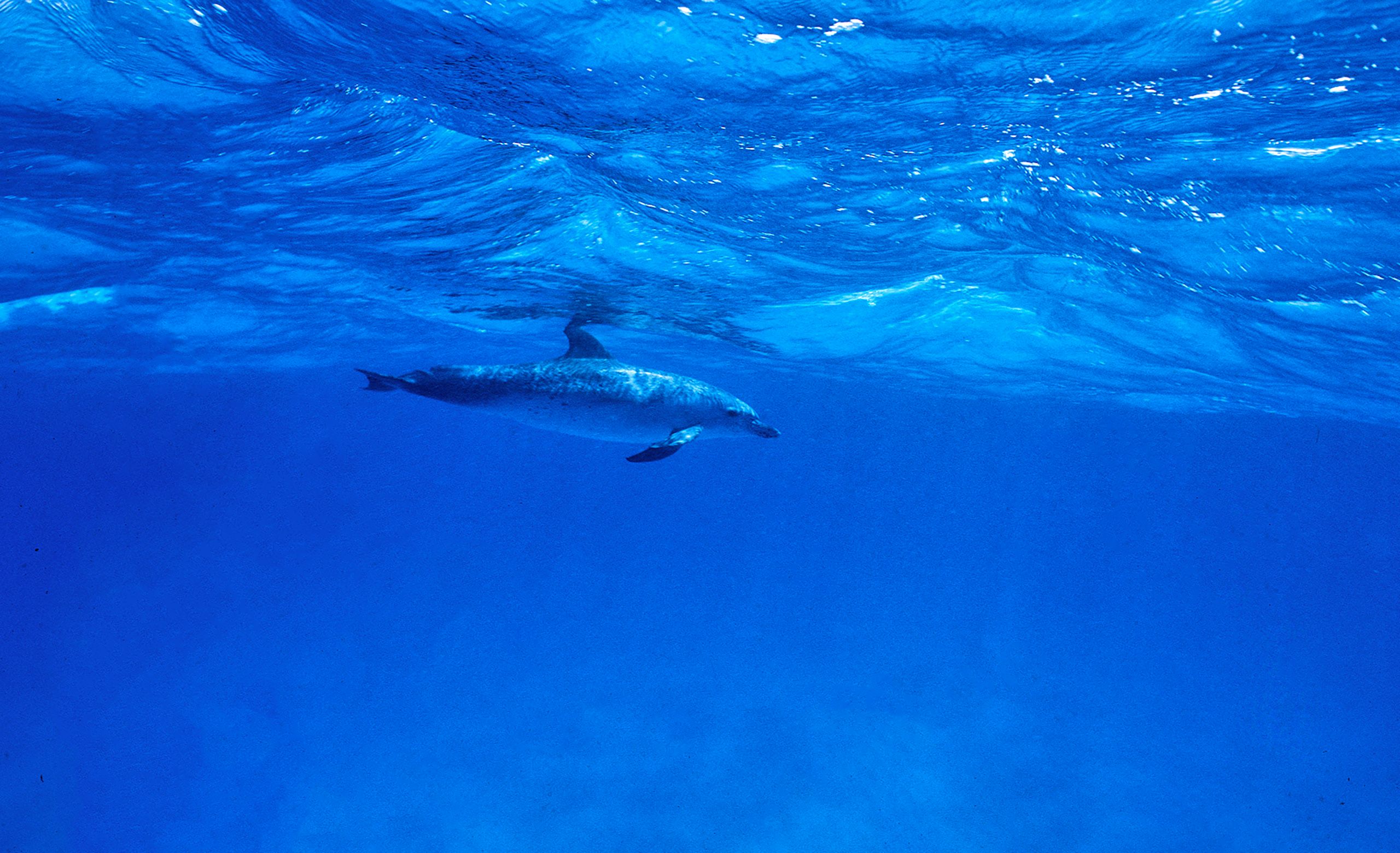 Marine Life 0149.jpg