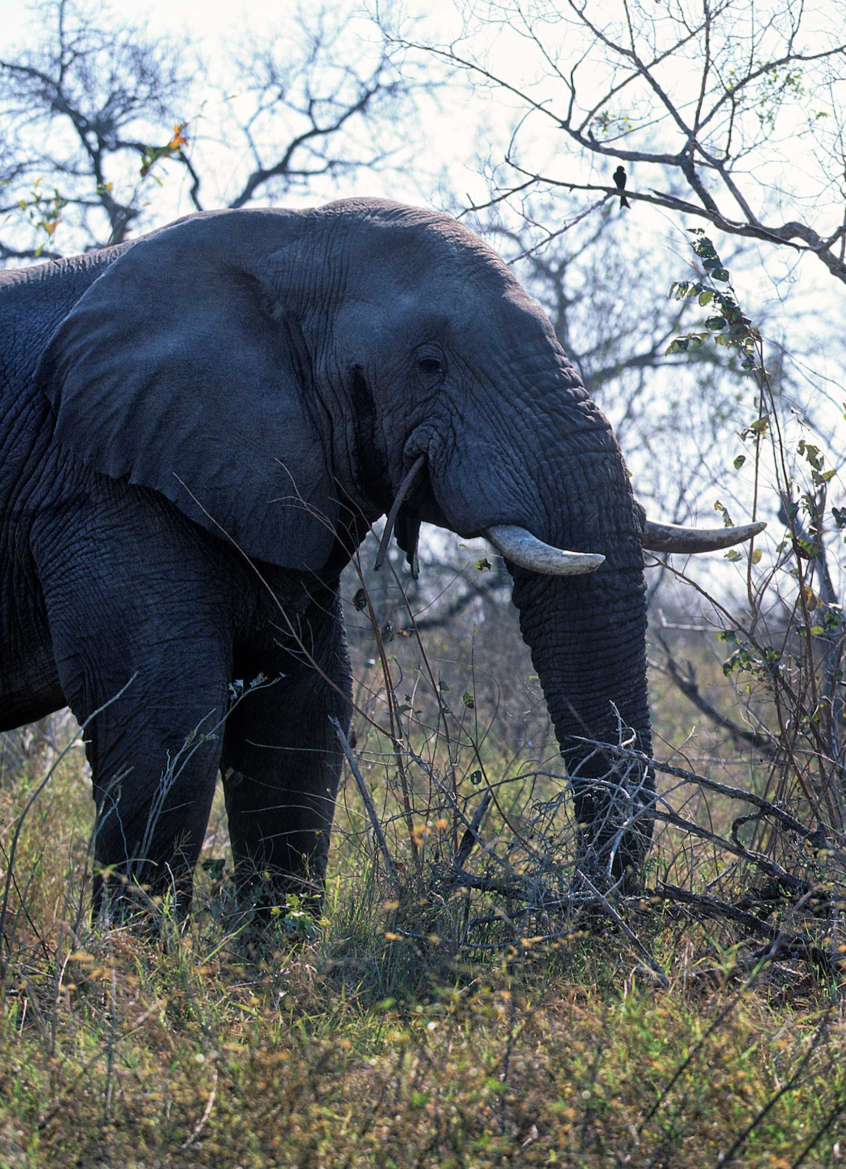 A.AFR.ELEPHANT000037_opt.jpg